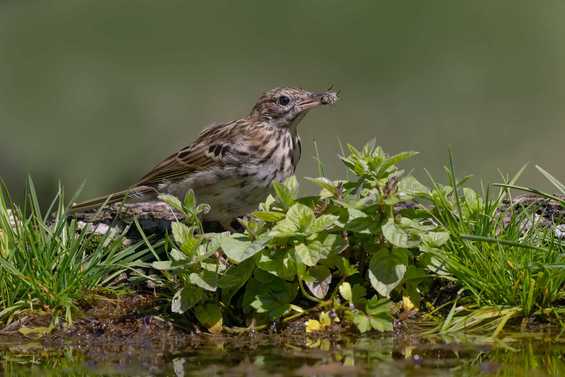 Prispolone con preda