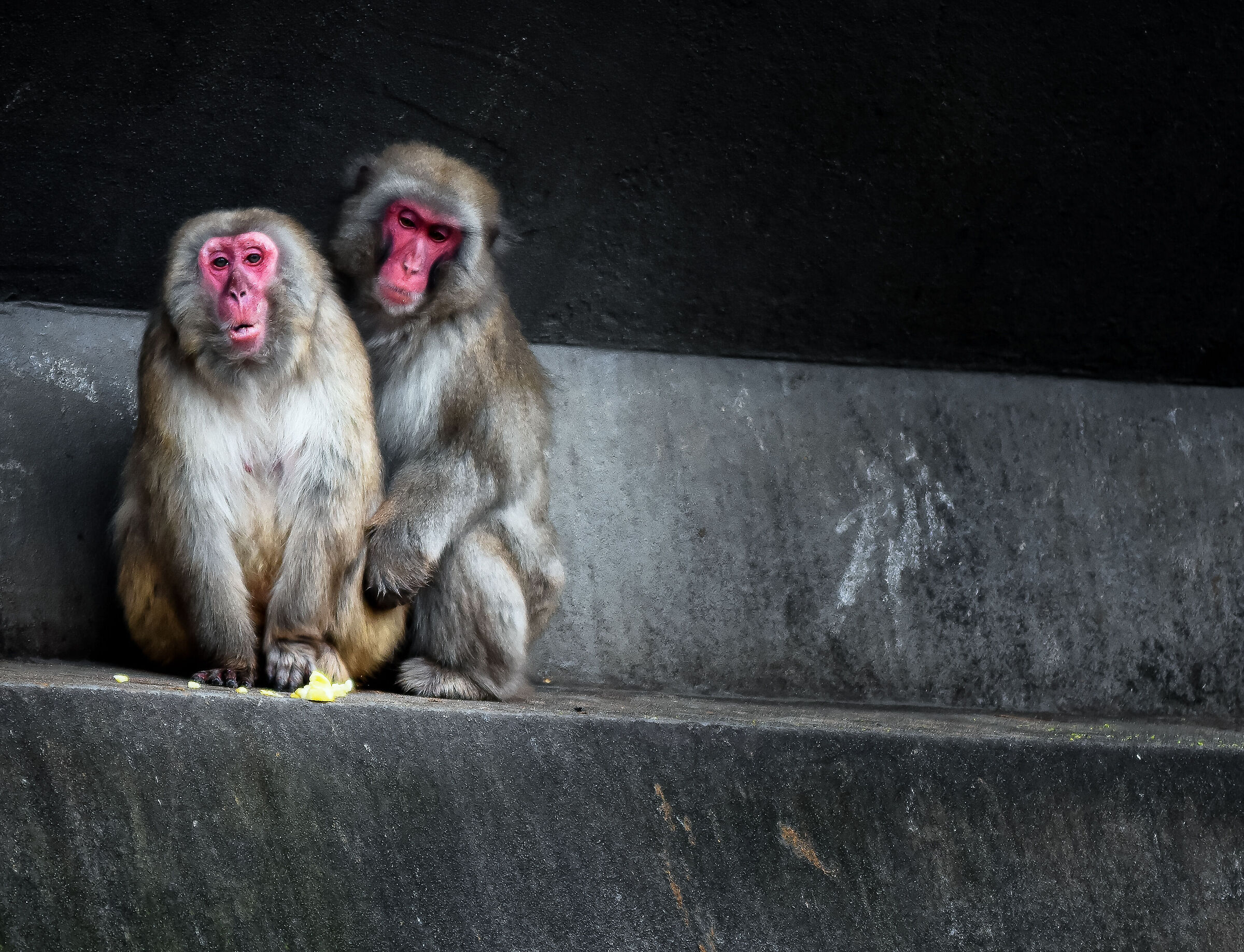 scimmie allo zoo di amsterdam