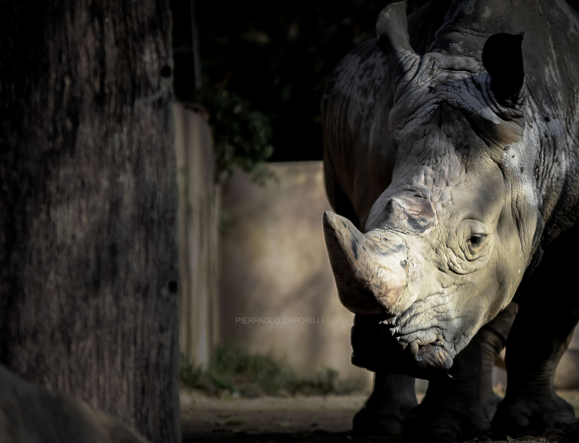 rinoceronte allo zoo di barcellona