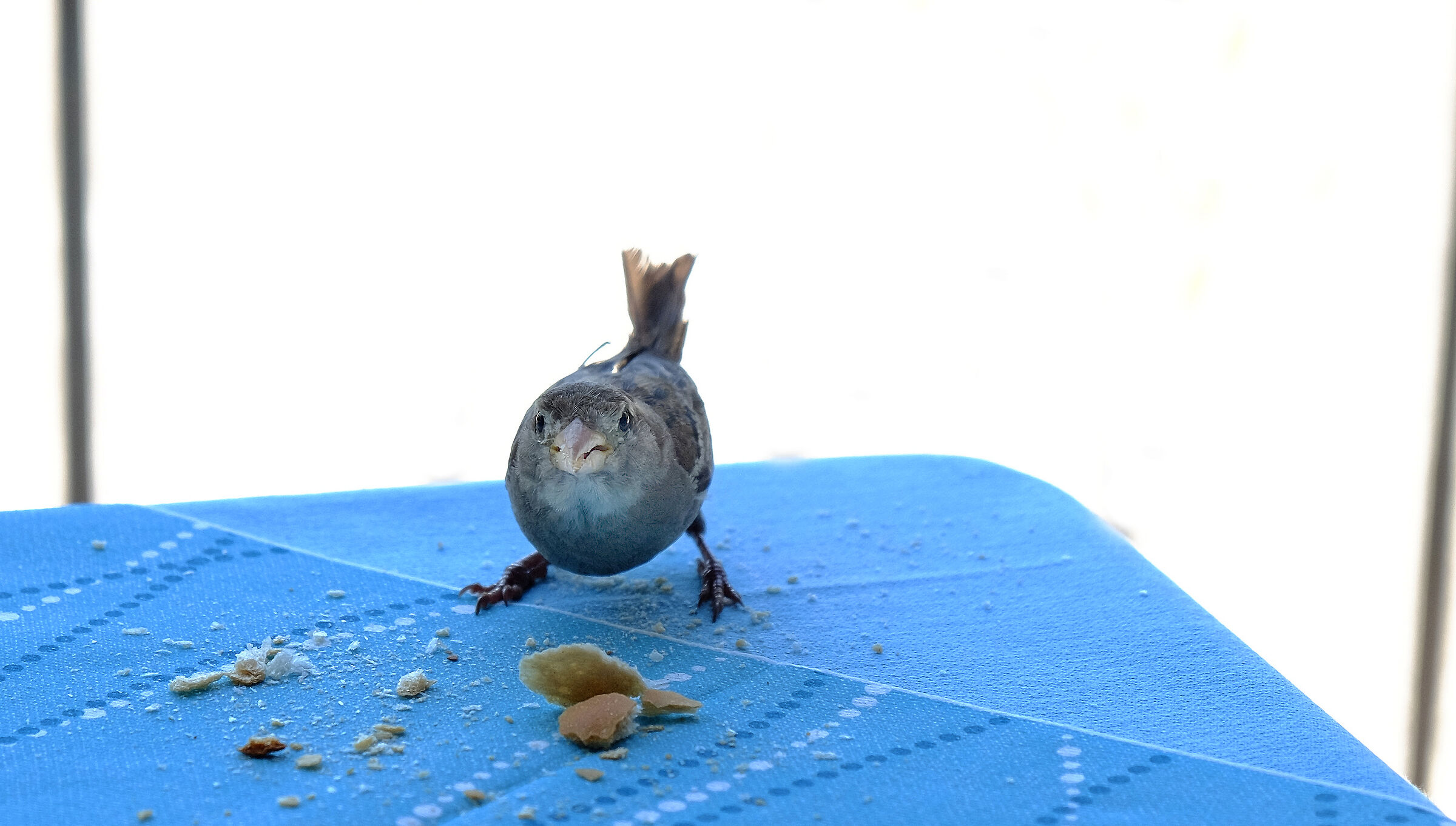 aggiungi un posto tavola....