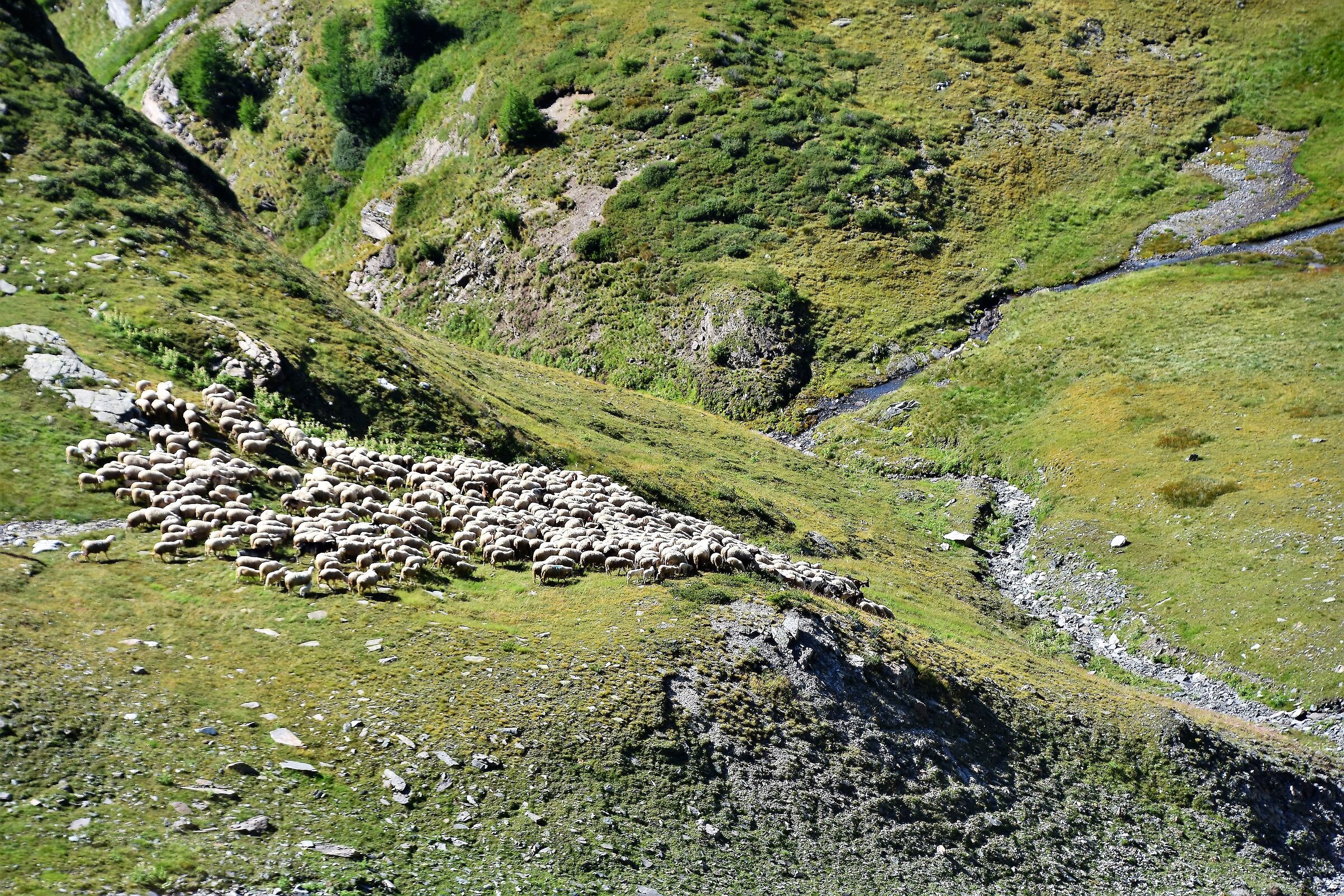 Grazing at high altitudes