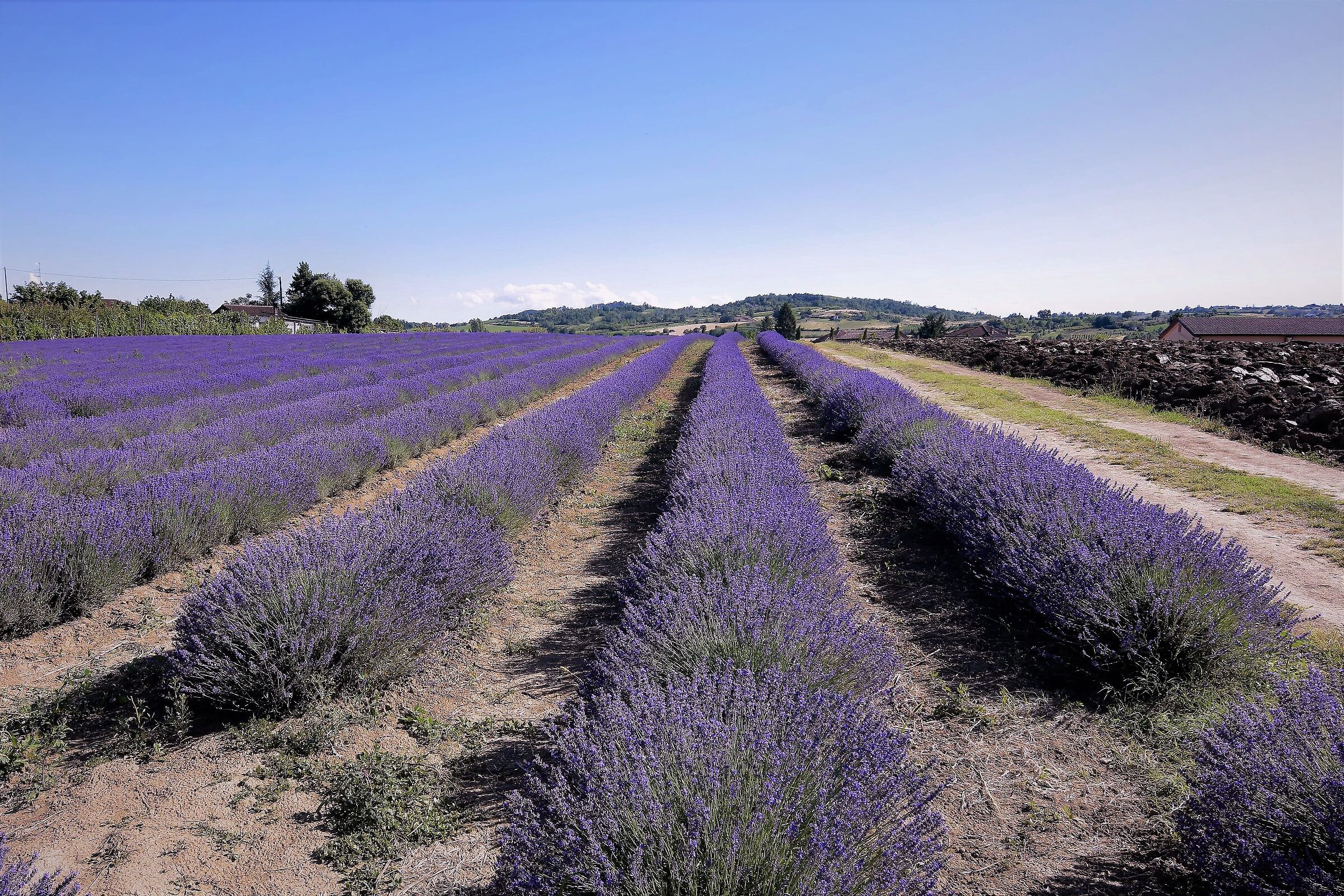 Lavender in Viguzzolo