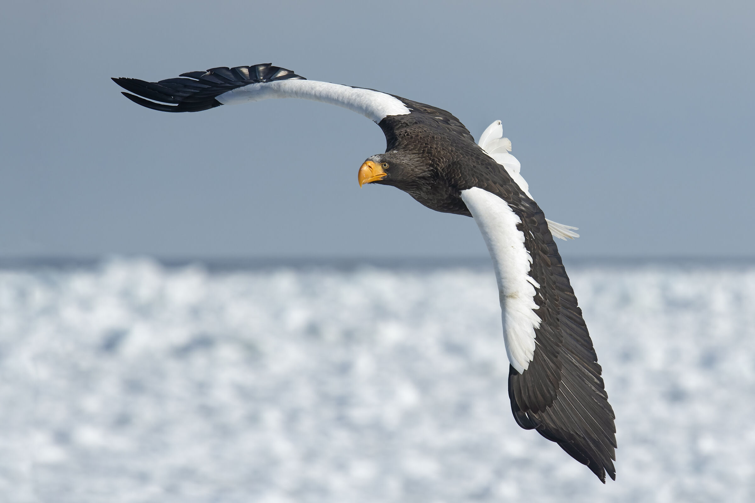 Aquila di mare di Steller