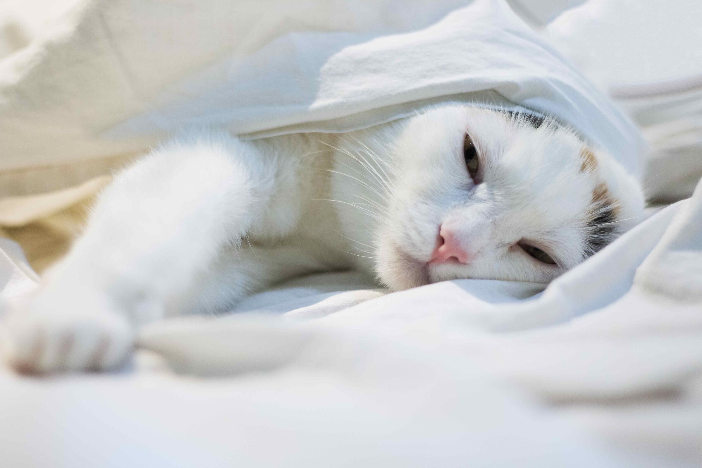 "Let me sleep another five minutes!!!!"