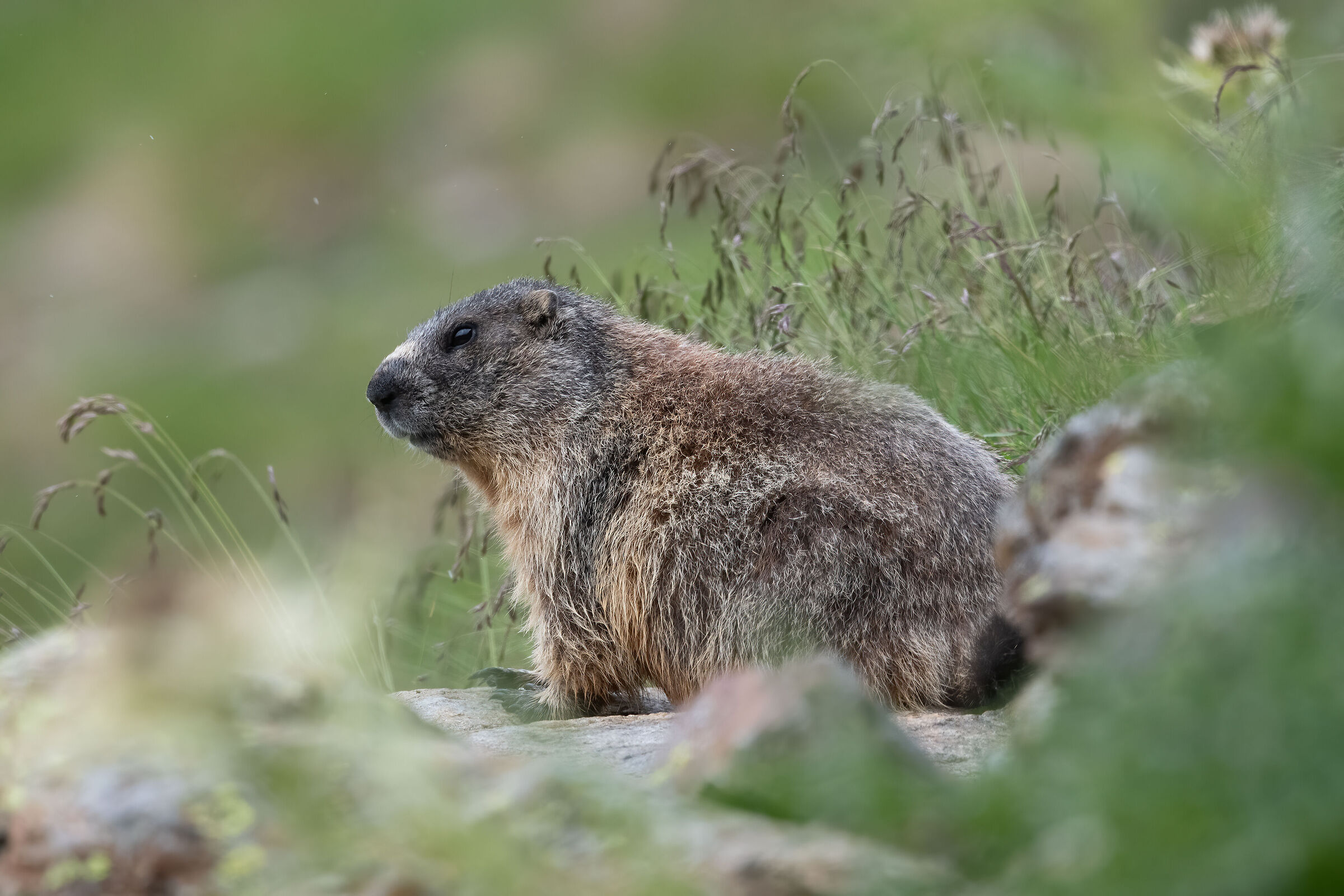 Marmotta a 2500 metri