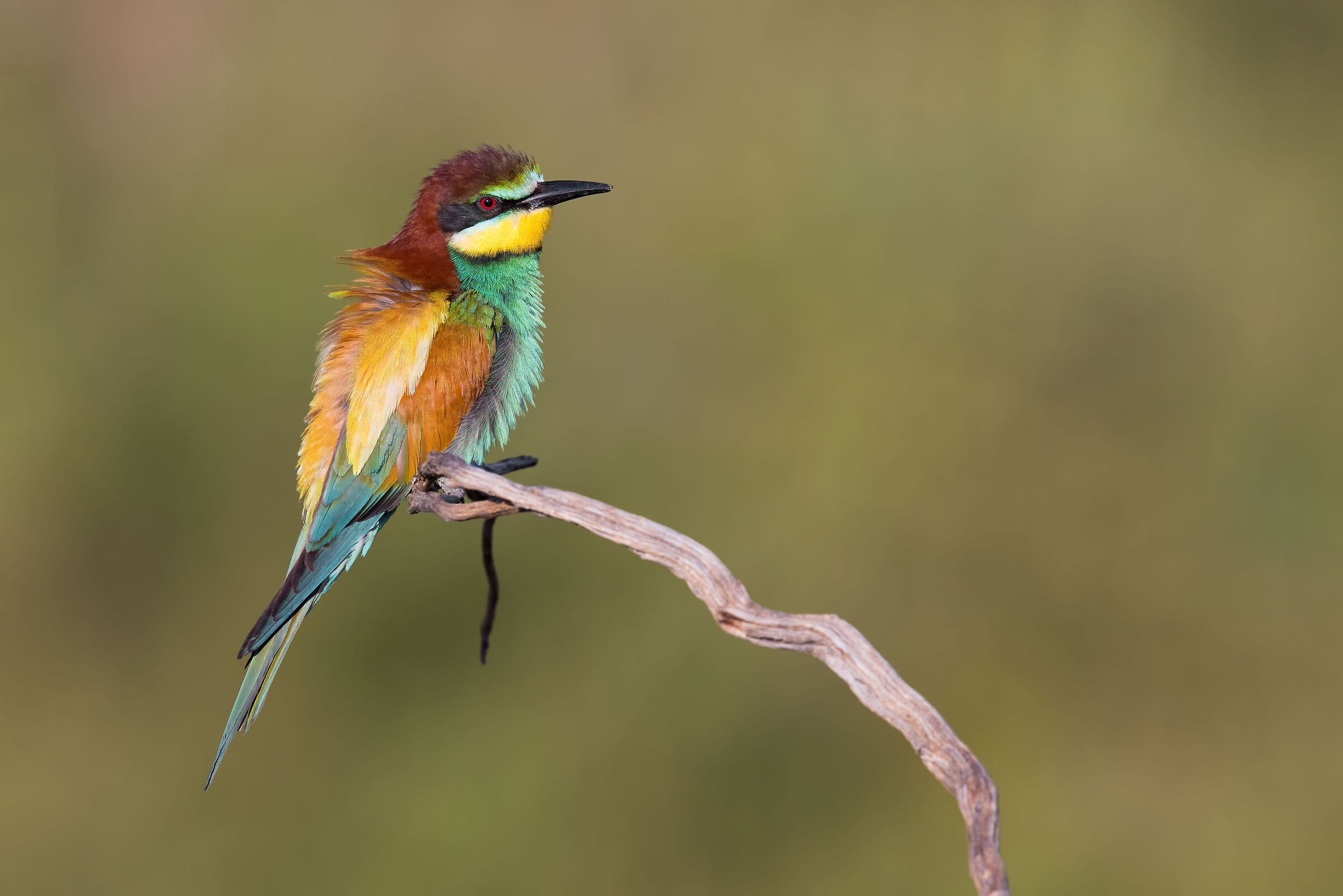 bee-eater