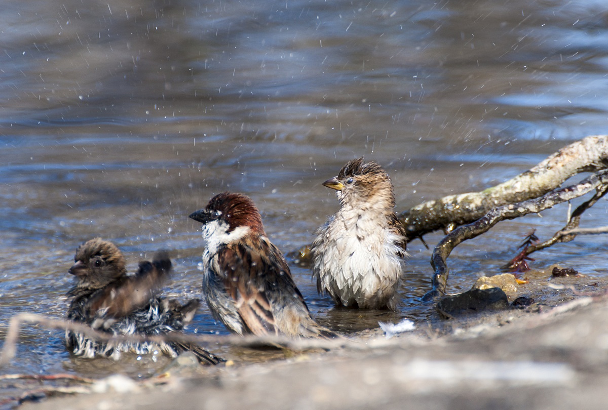 aoooo not schizzareee