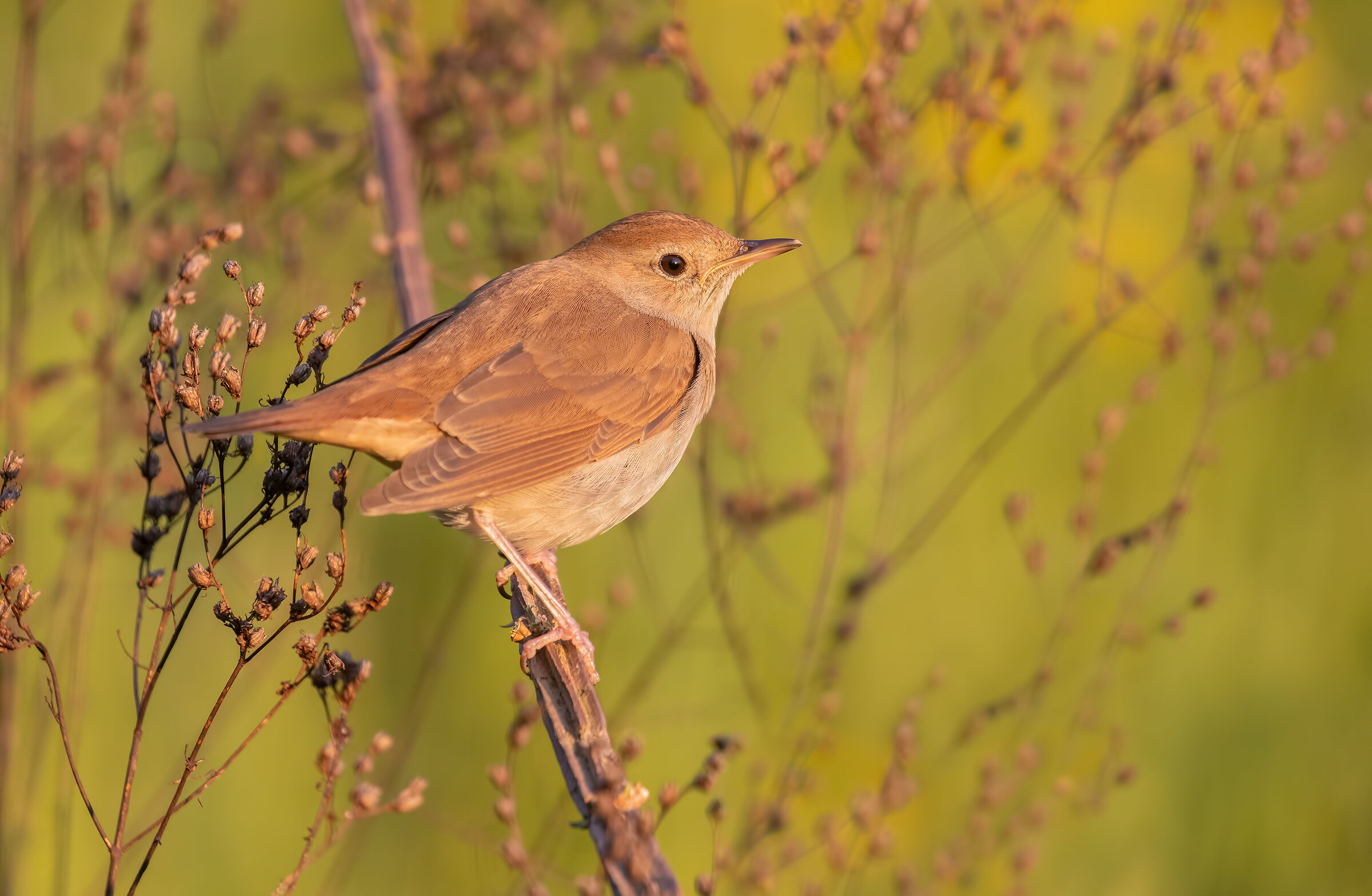 Nightingale at sunset