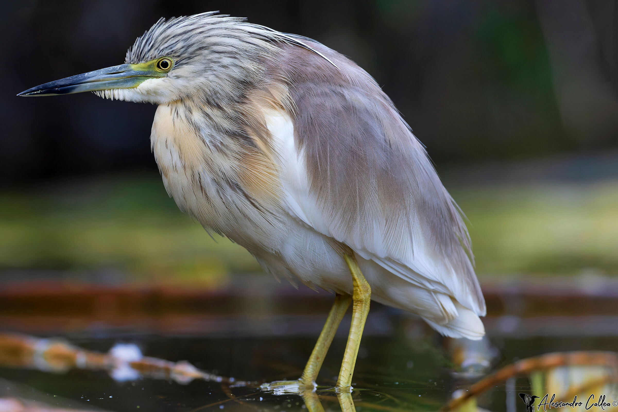 Sgarza ciuffetto quasi al buio