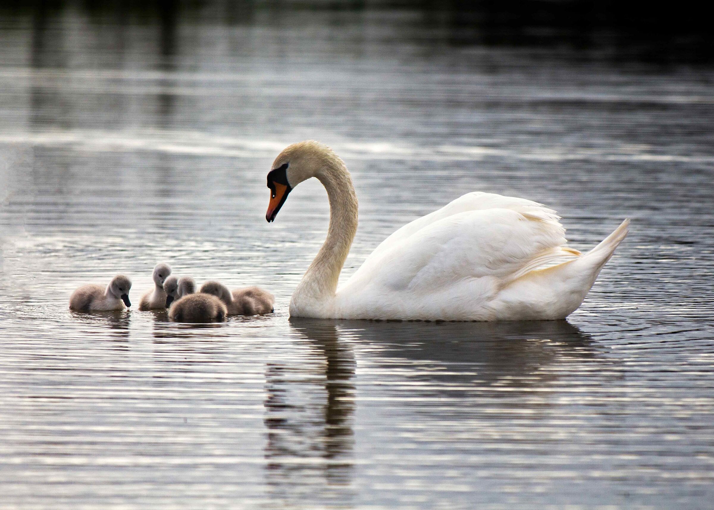 swans