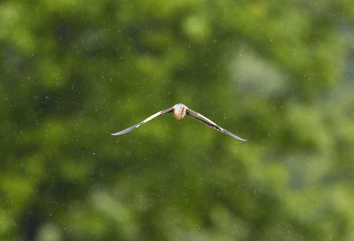 in the rain
