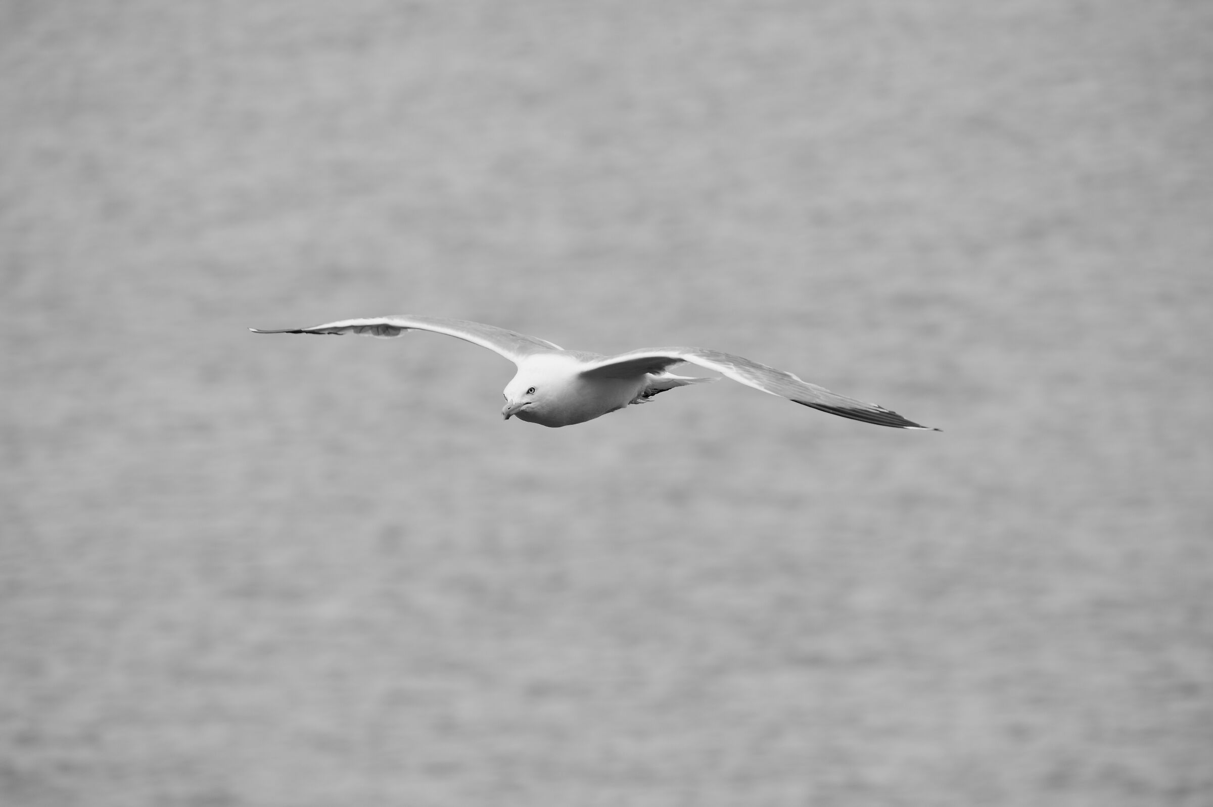 Gliding flight