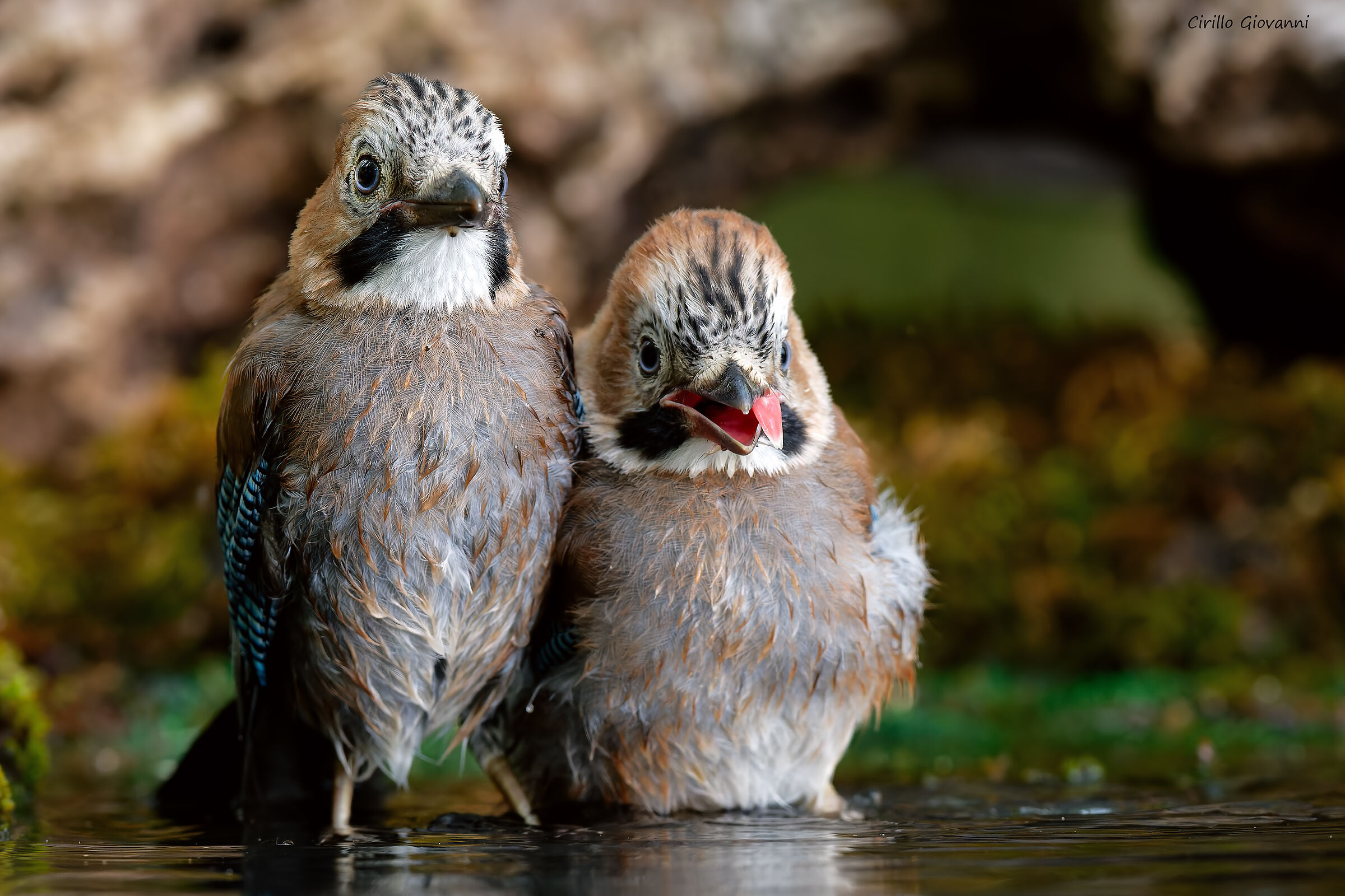 giovani di ghiandaia