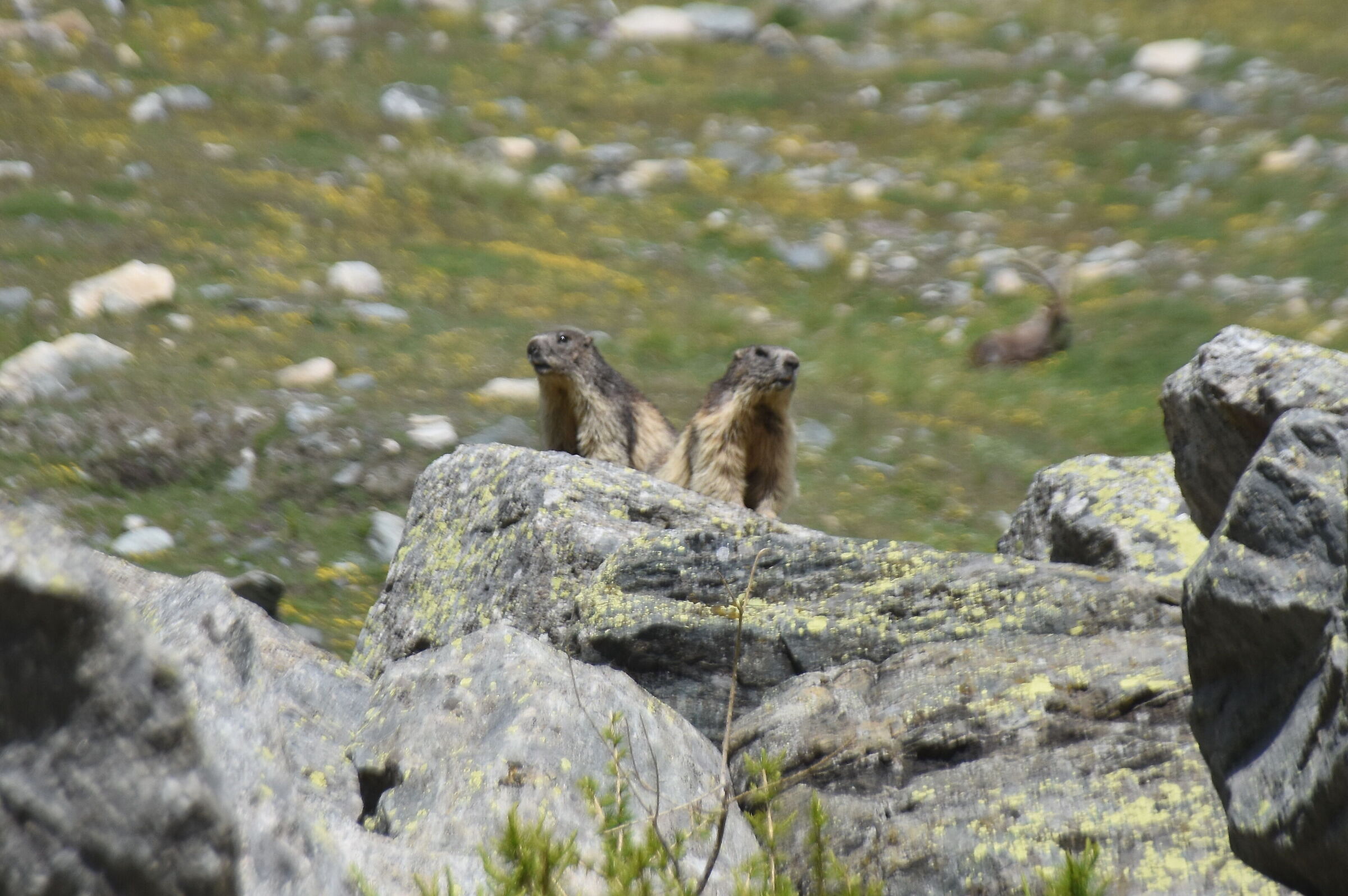 Marmots