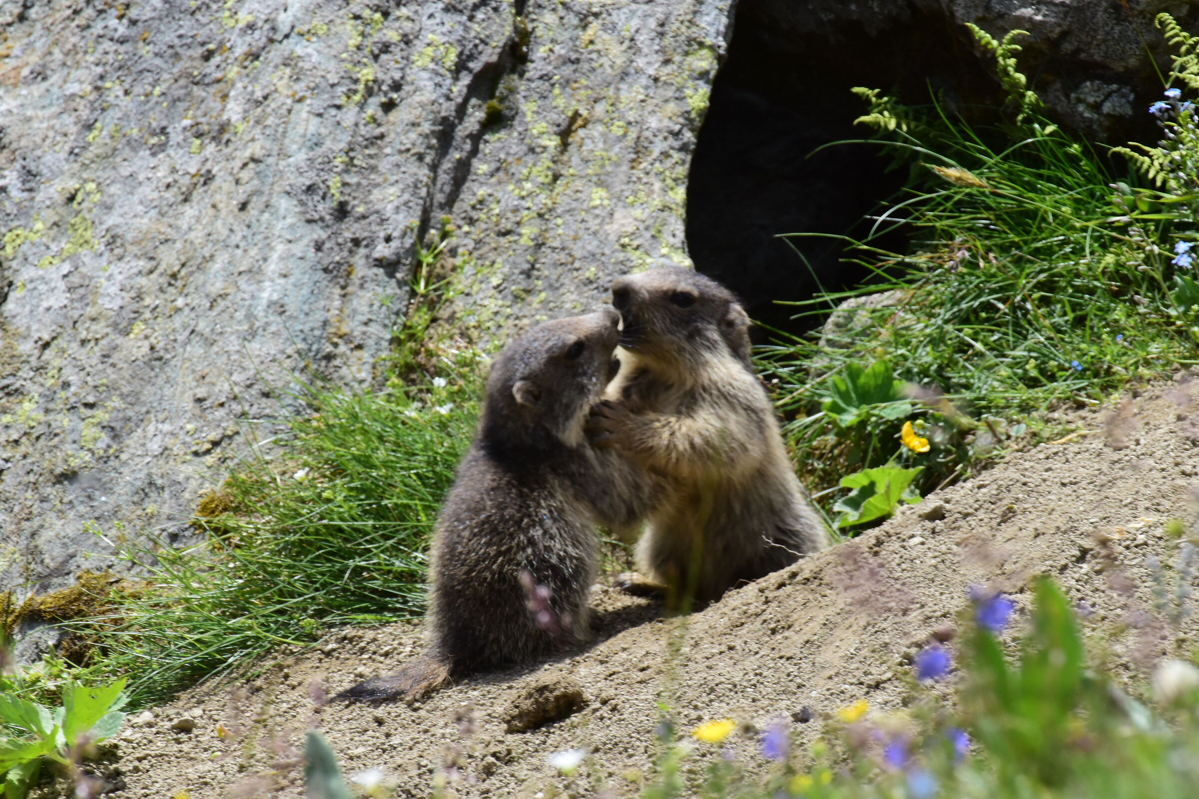 young marmots
