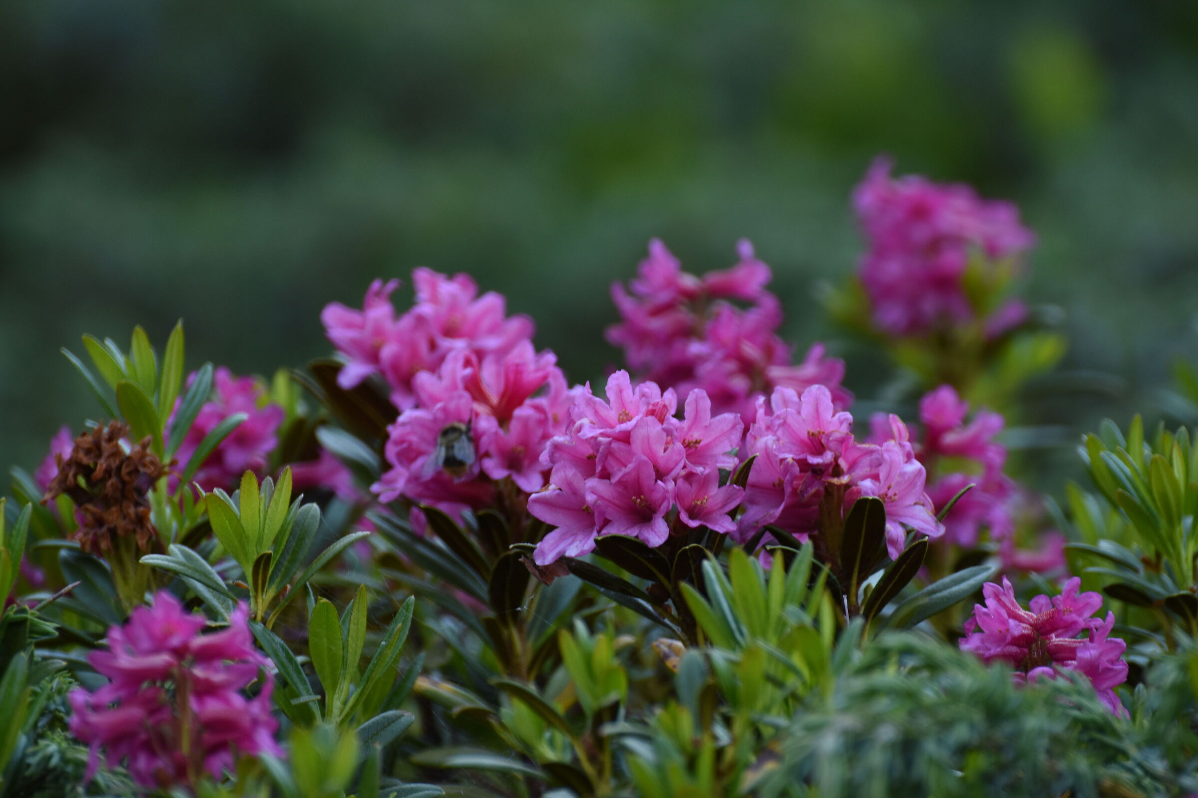rhododendron