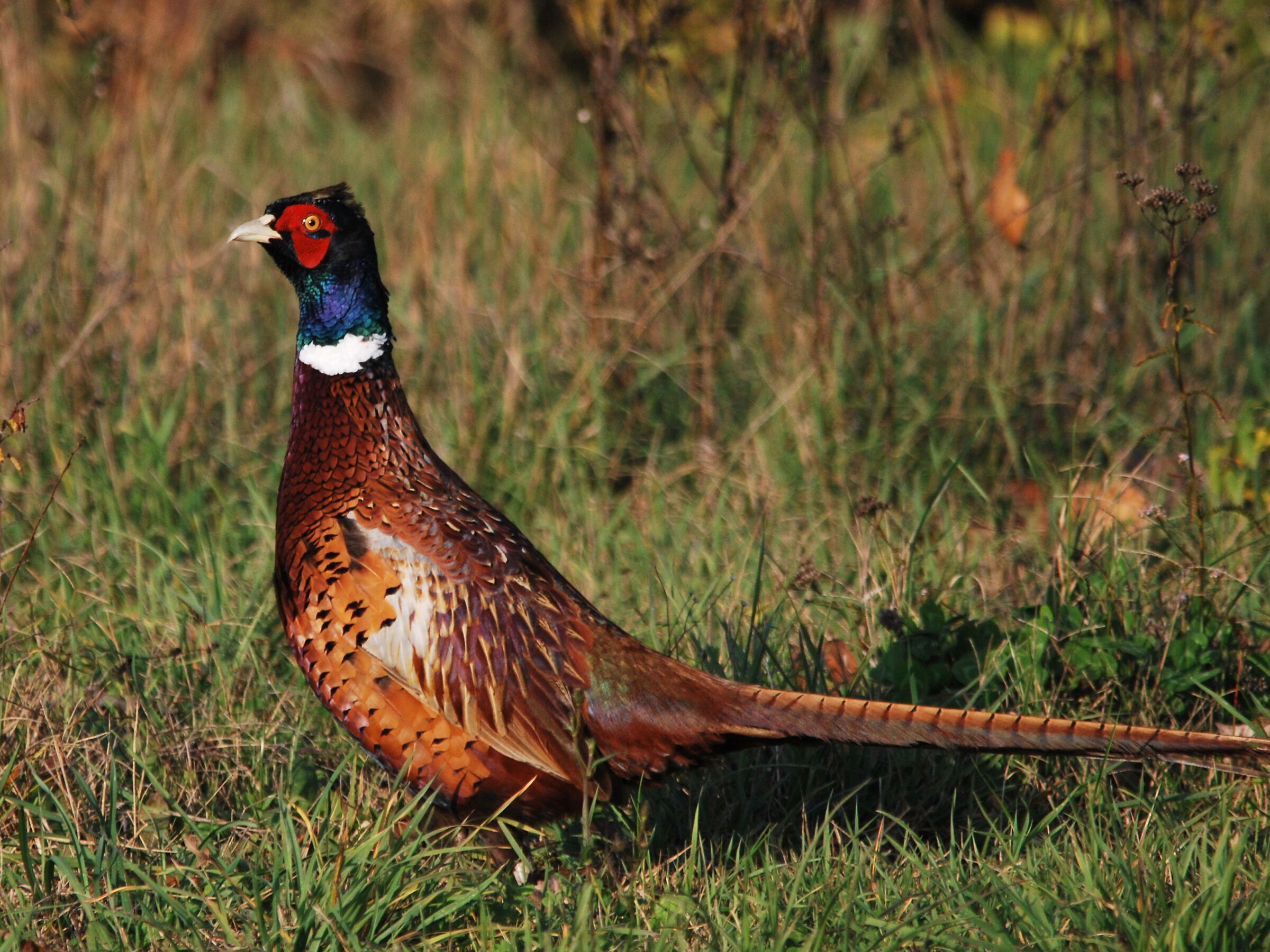 pheasant