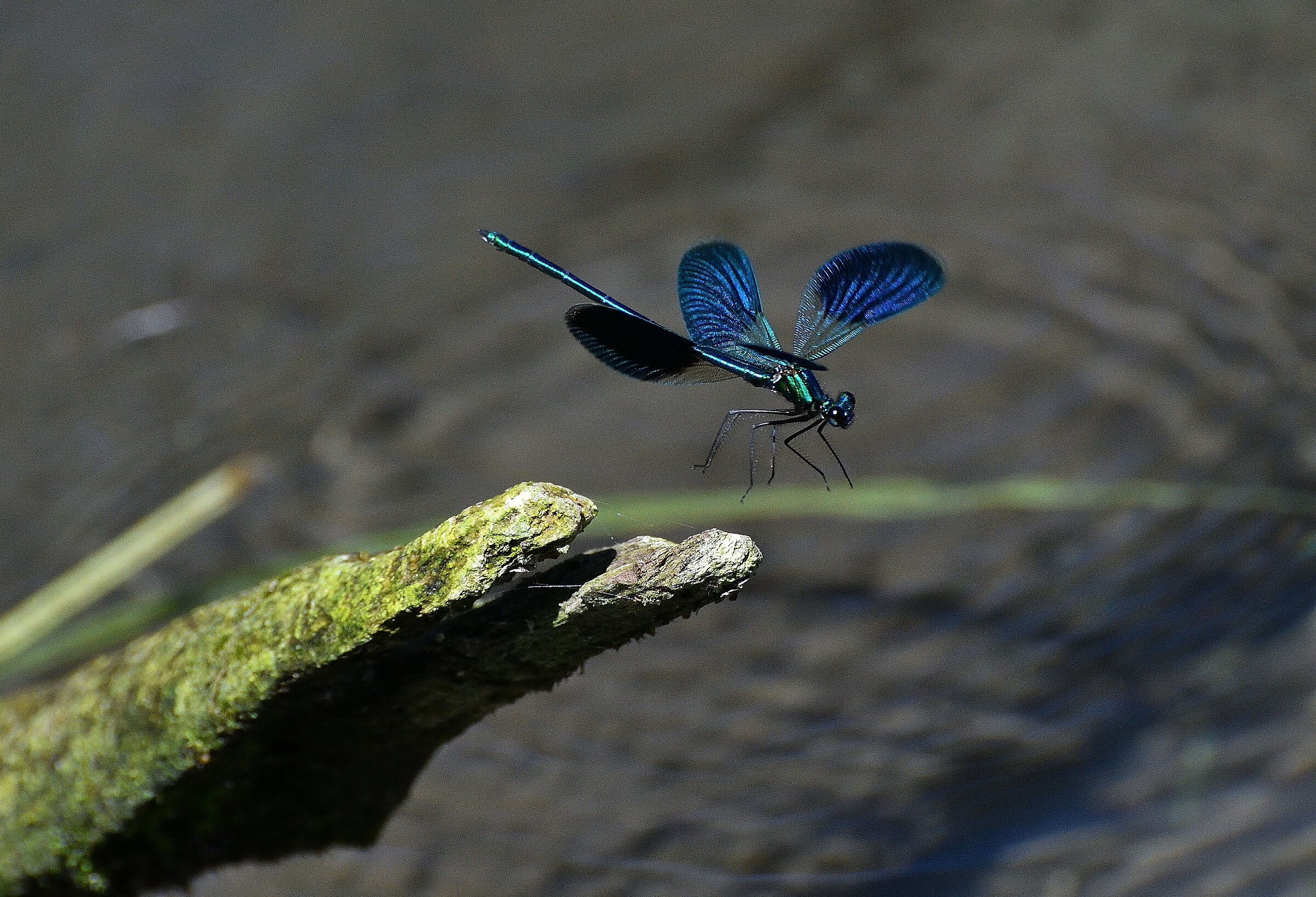 Calopteryx Splendes