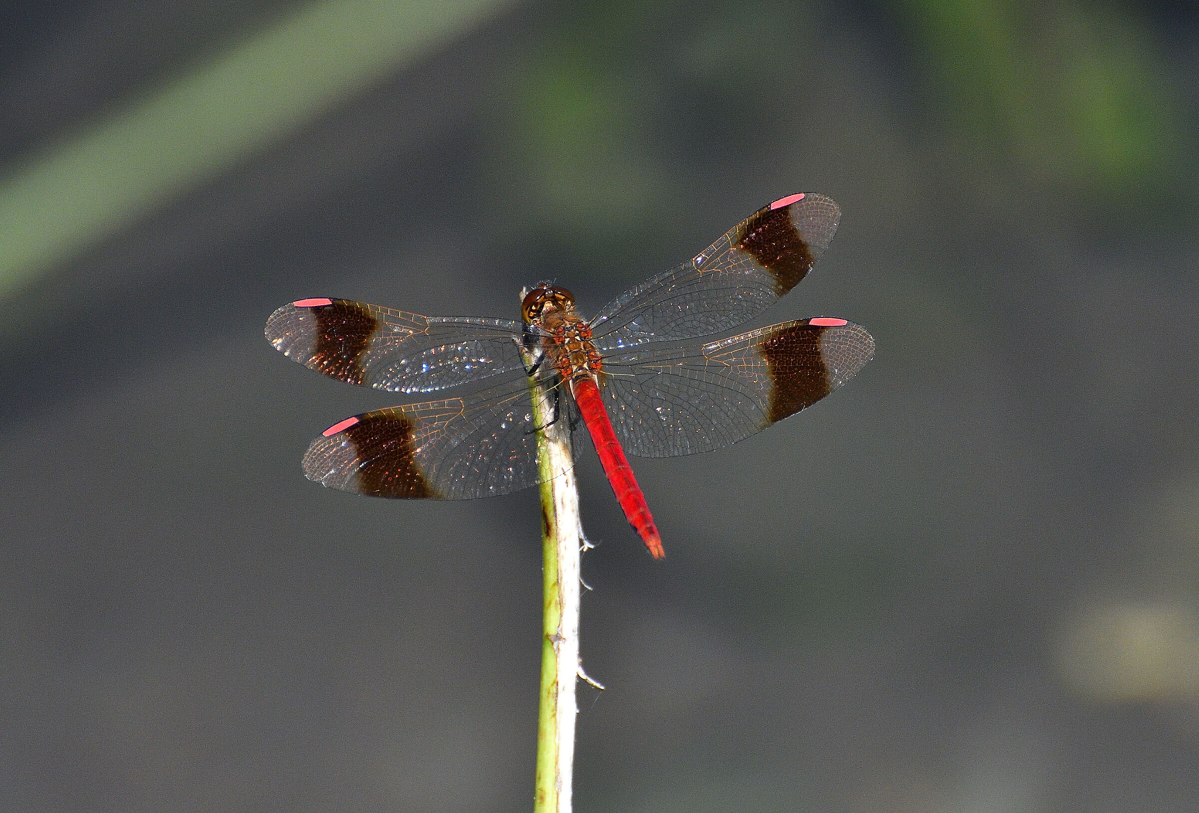 Sympetrum pedemontanum allioni..