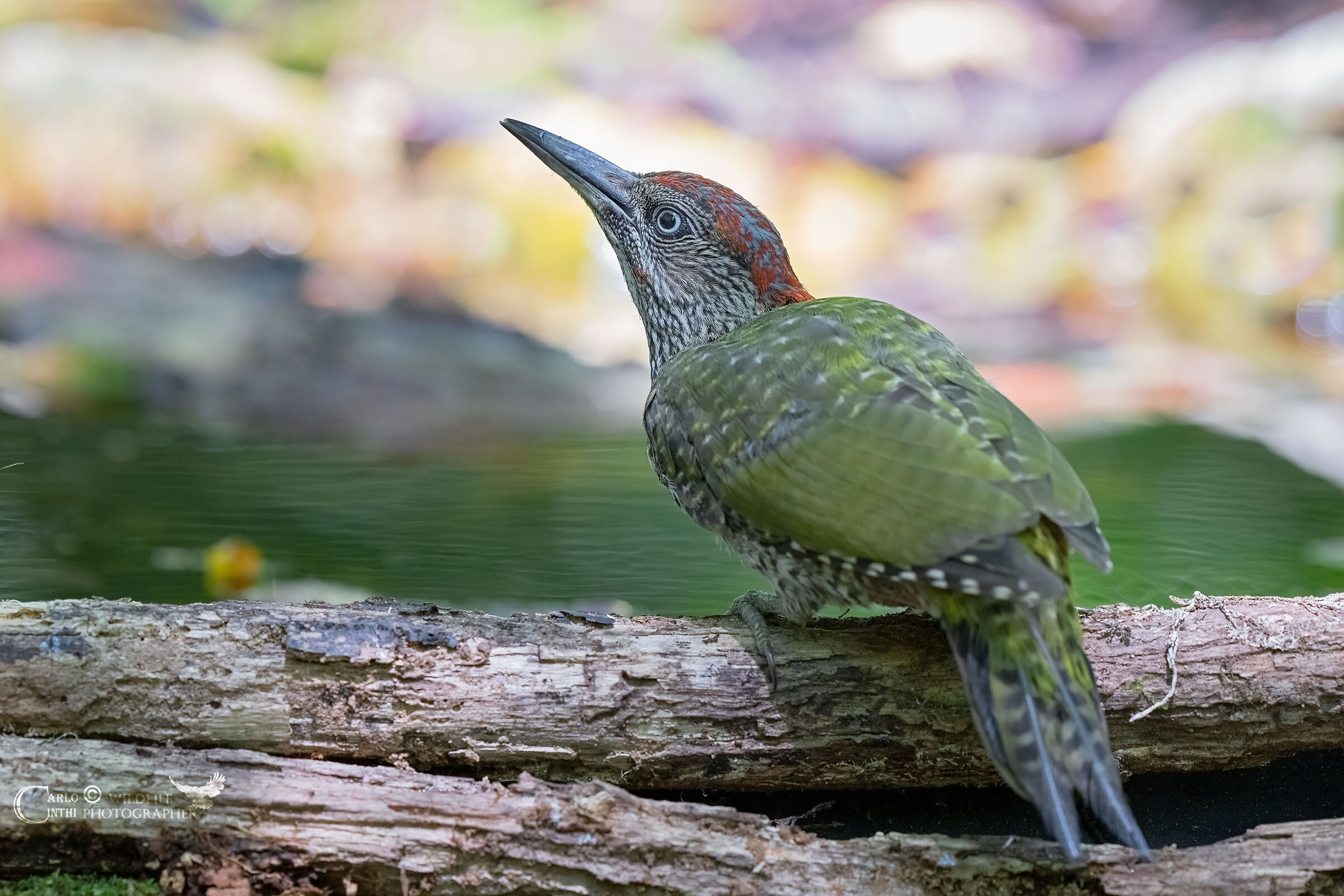 Young green woodpecker