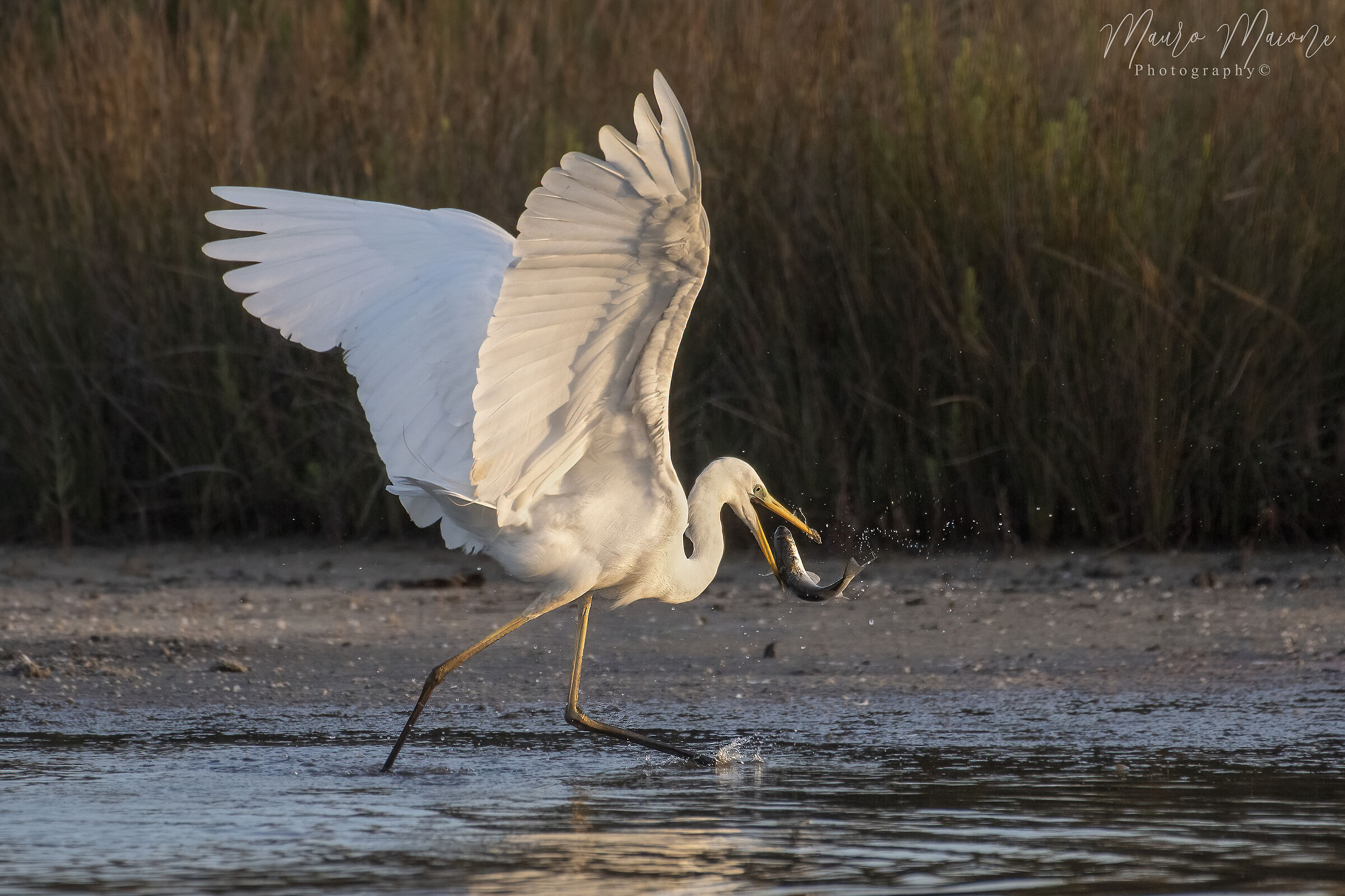 la pesca dell'airone bianco maggiore