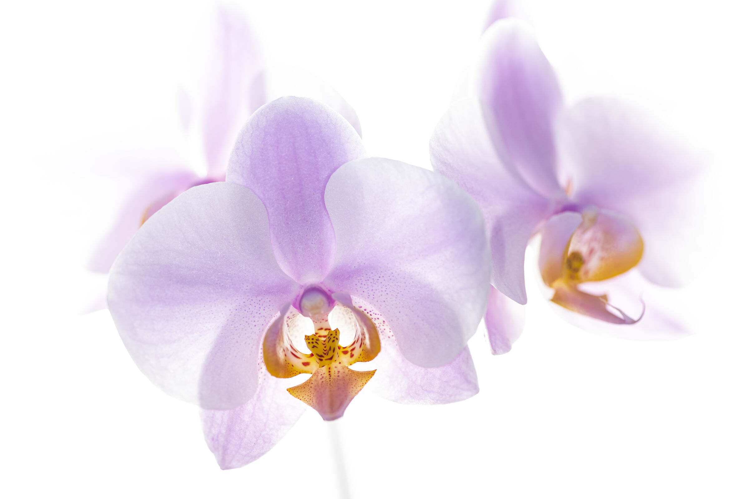 Lightness