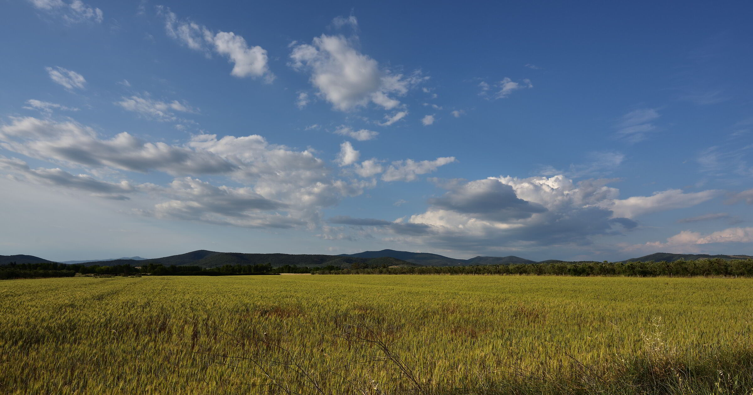 Il grano in Maremma