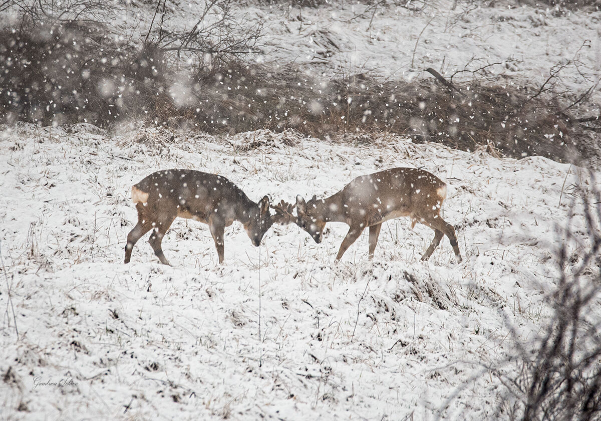 Prove di combattimento