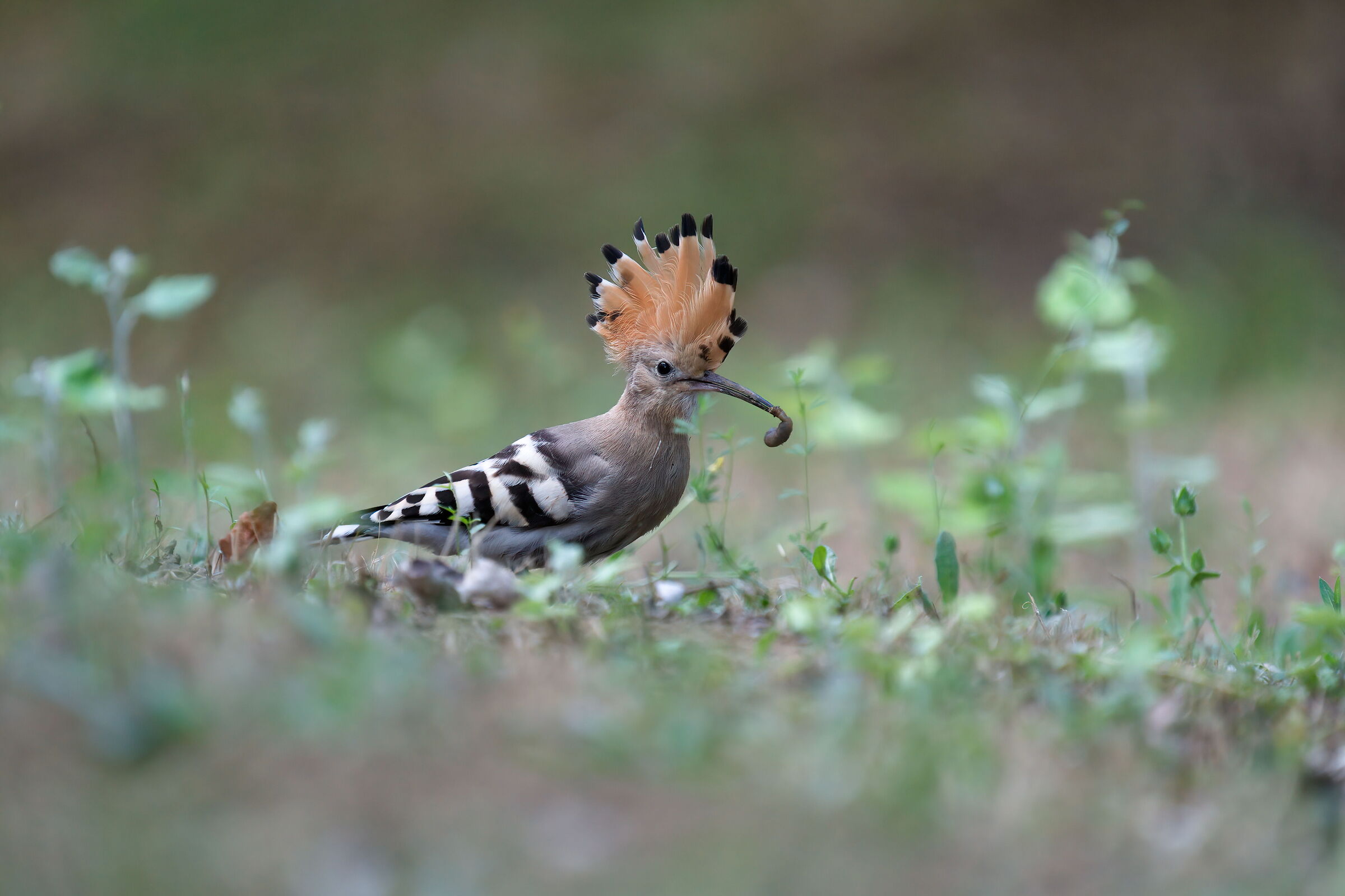 Hoopoe 4