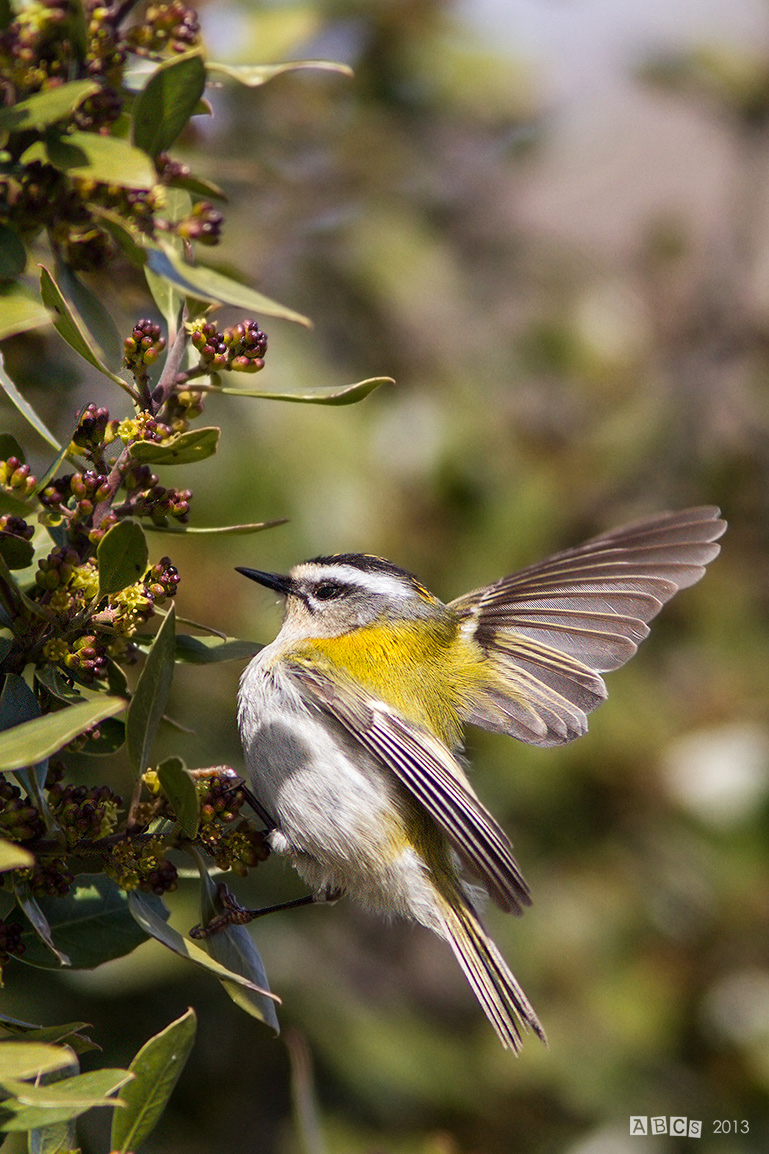 my first fiorancino ... no right?