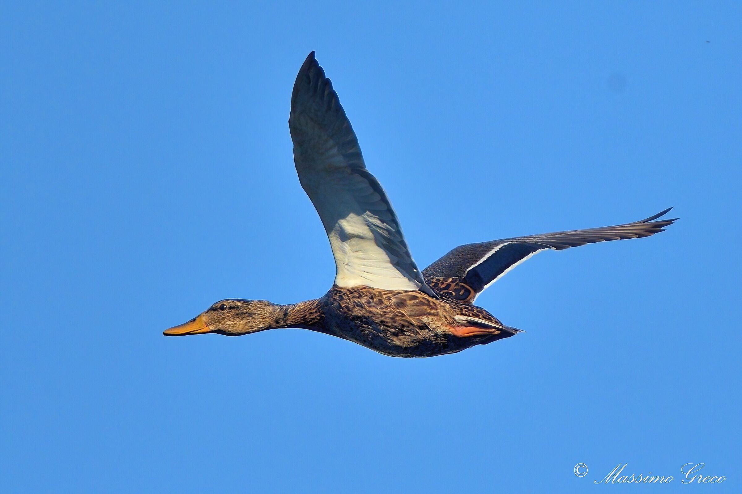 Mallard