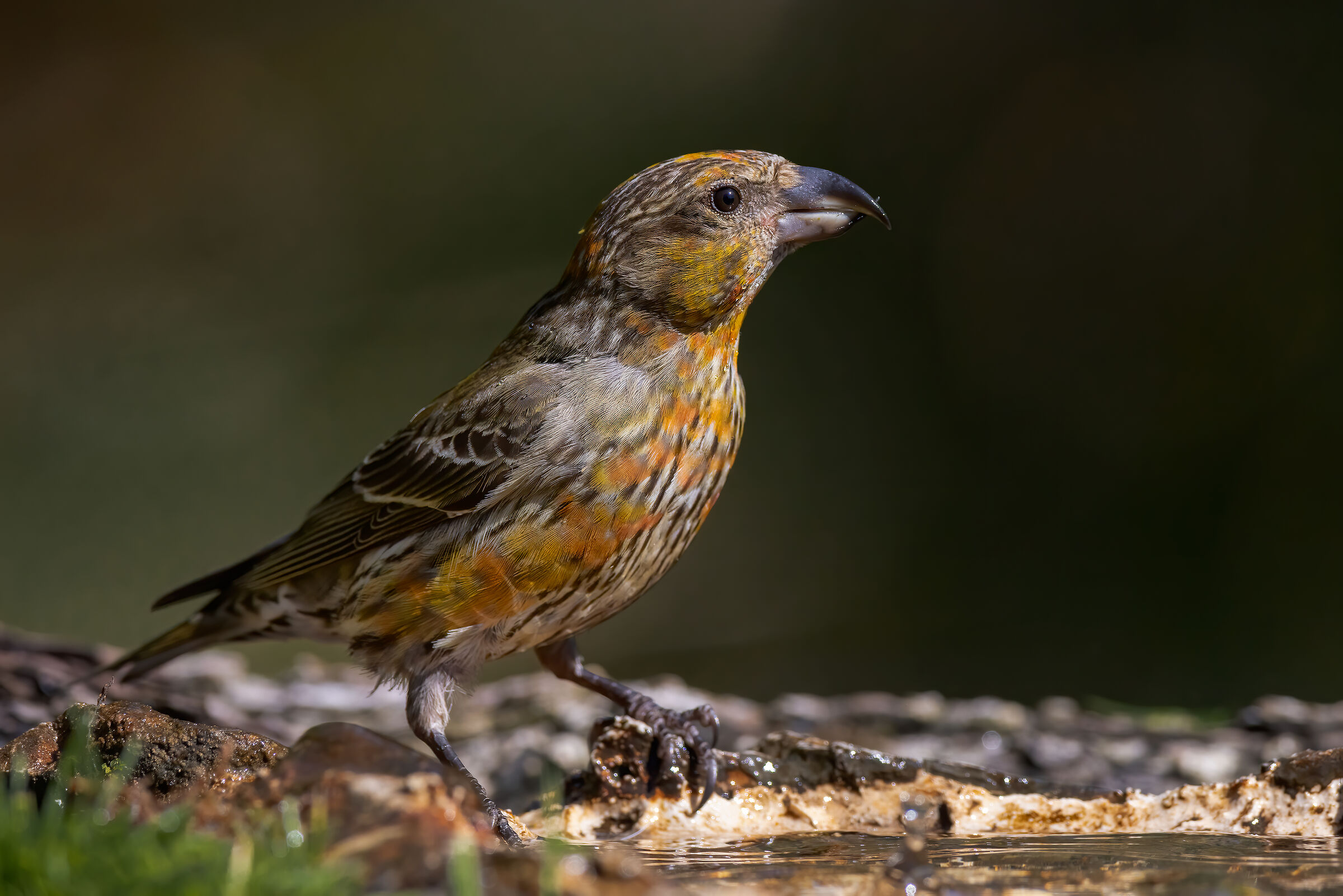 Crociere maschio juv.