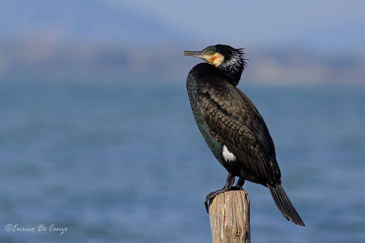 Cormorant
