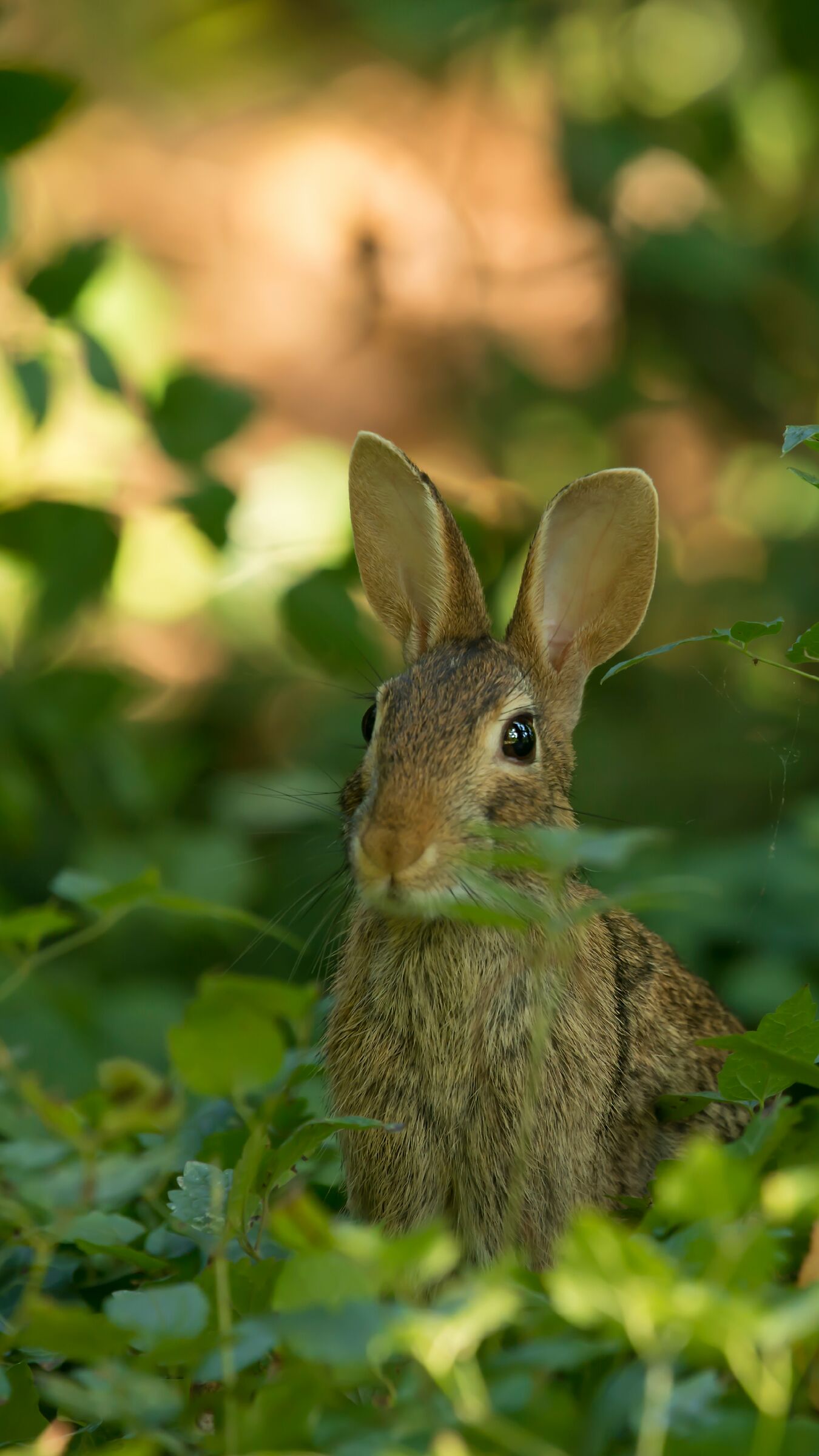 Rabbit_2