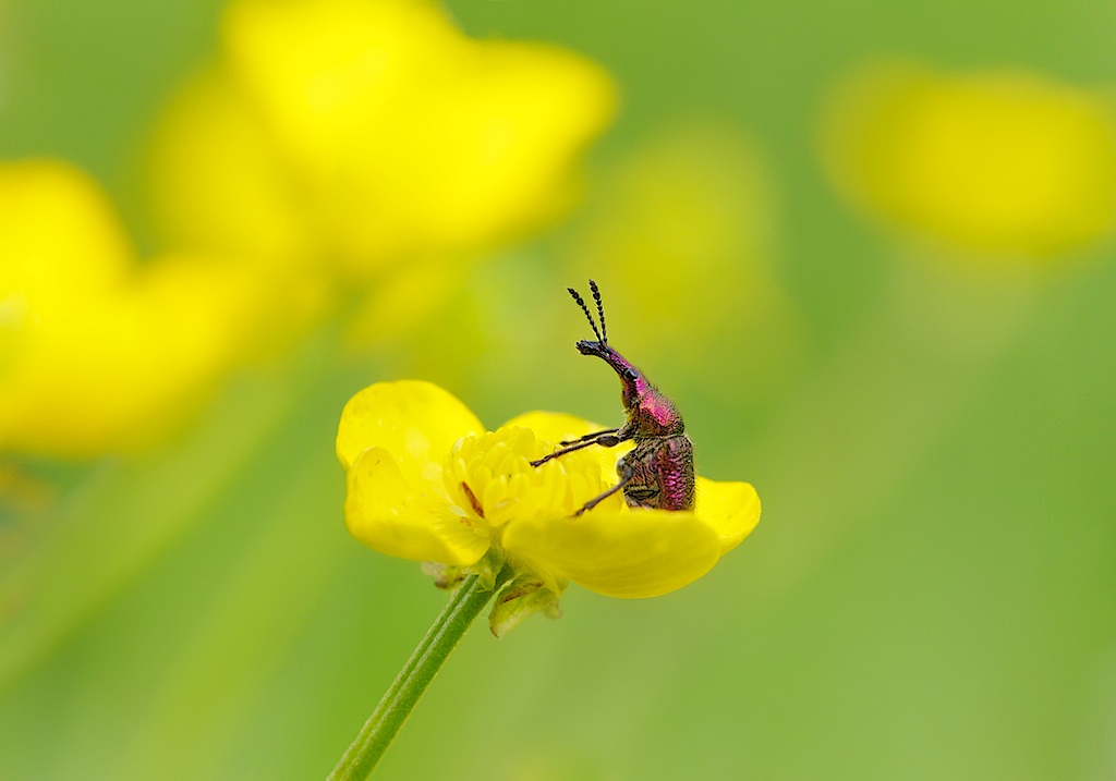 Come si fa a guidare un Butterflower?