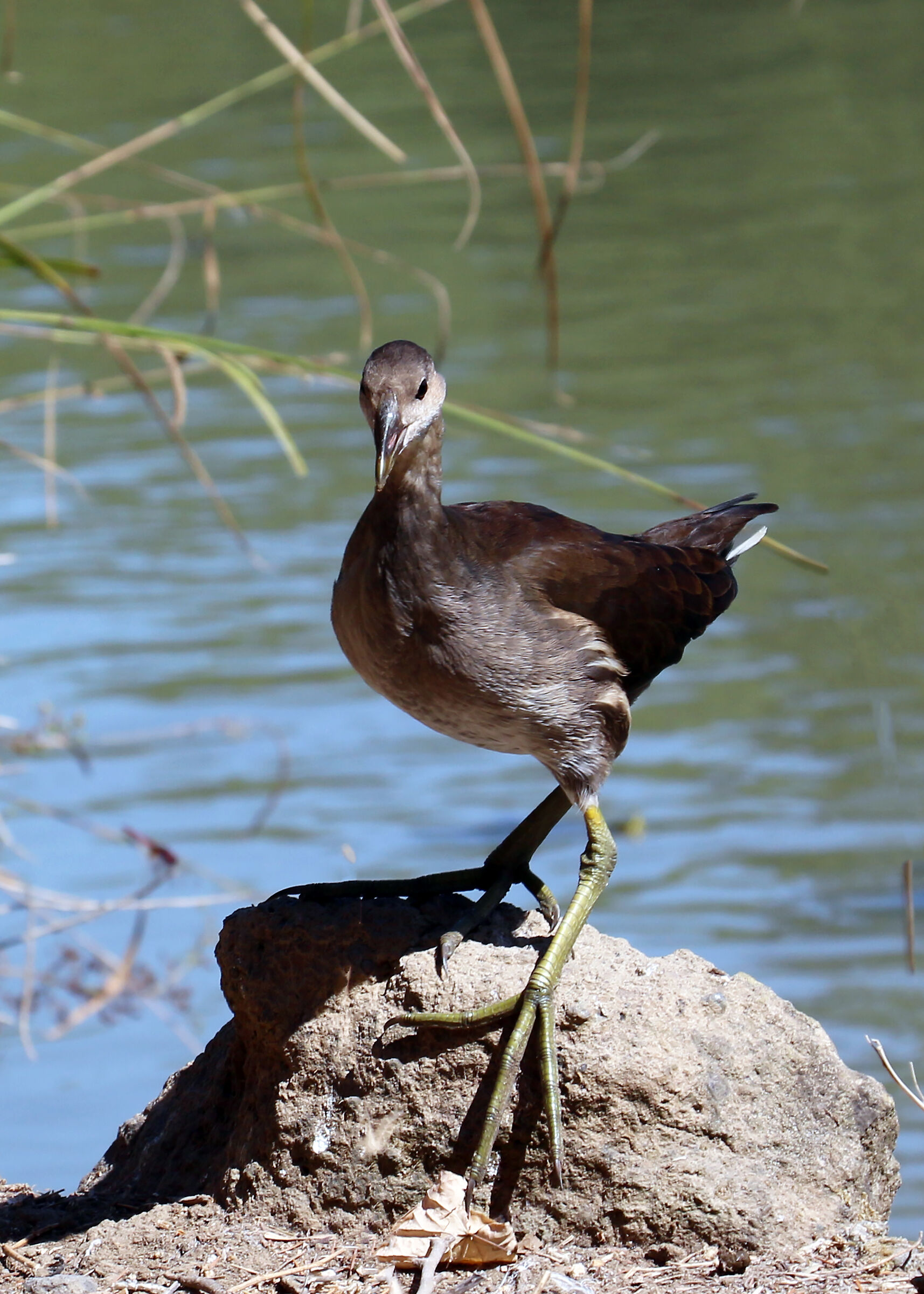 La modella Gallinella