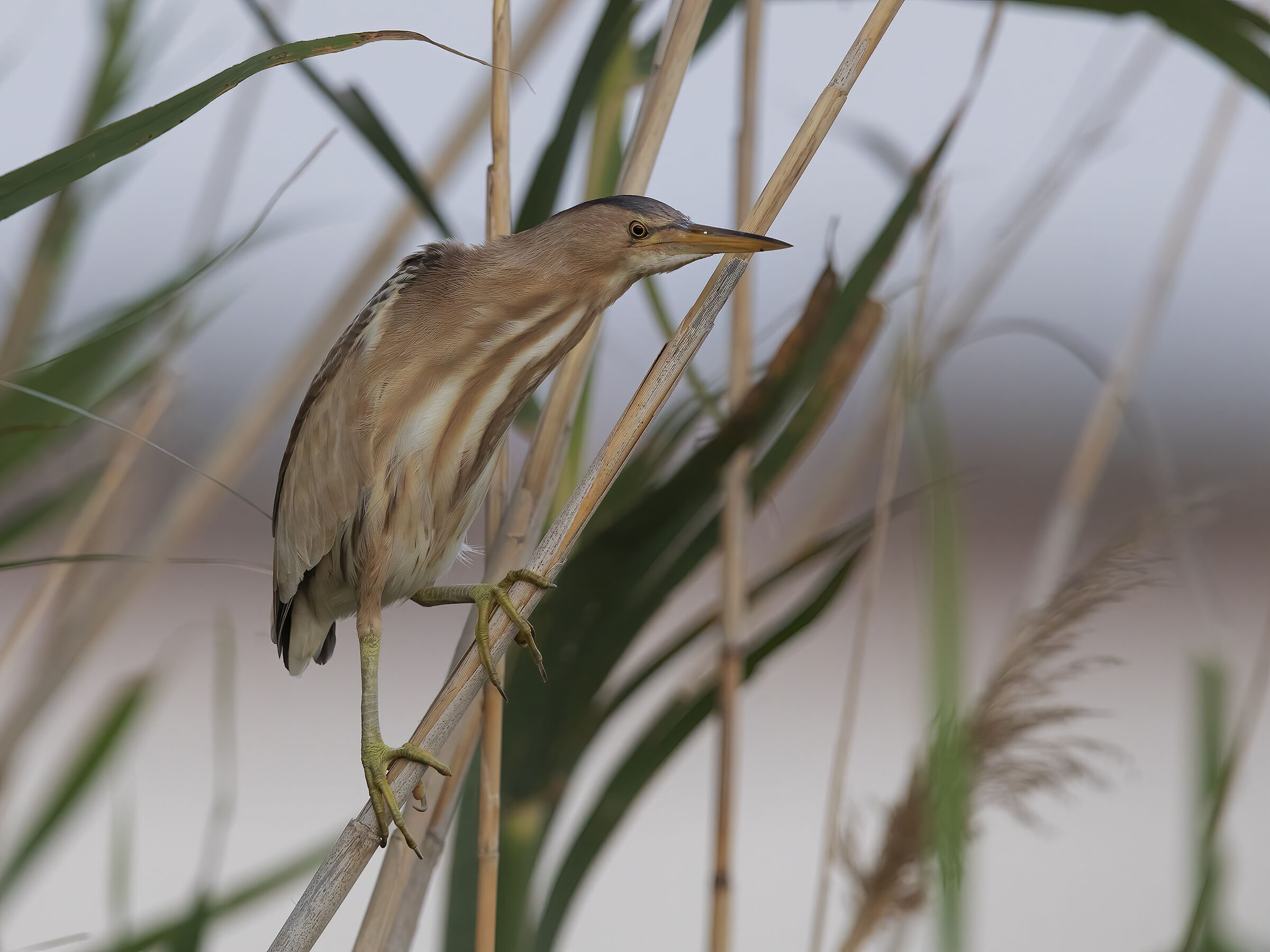 tarabusino, (ixobrychus minutus)