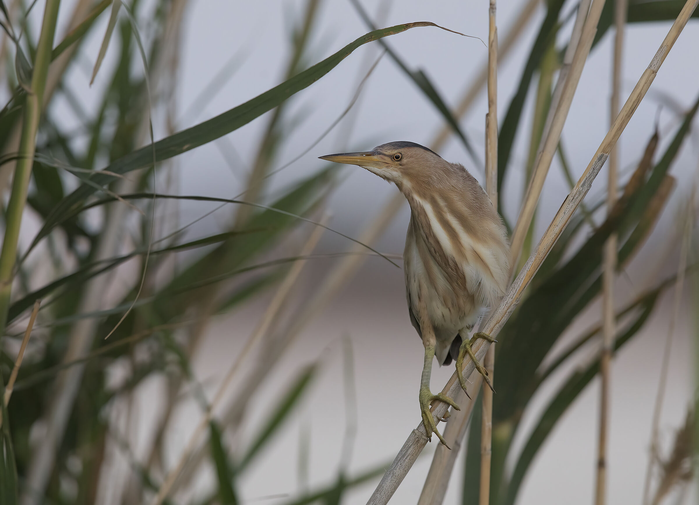 tarabusino, (ixobrychus minutus)