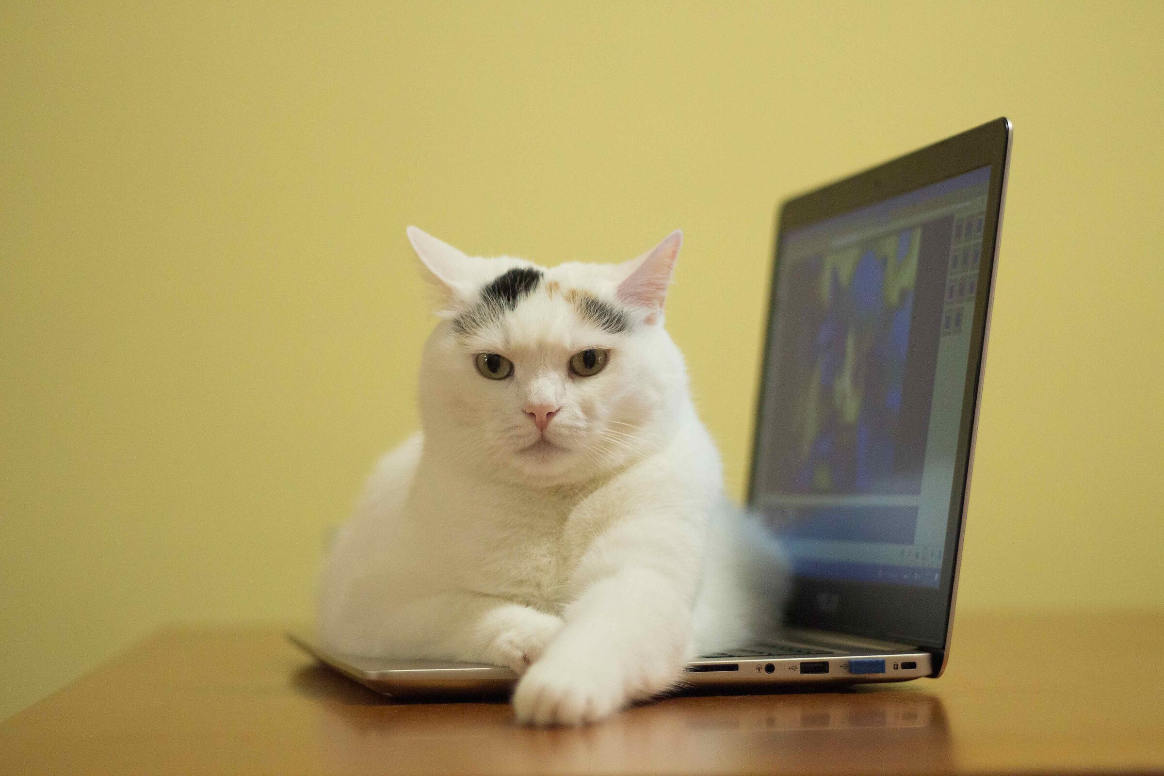 Cat in smart working