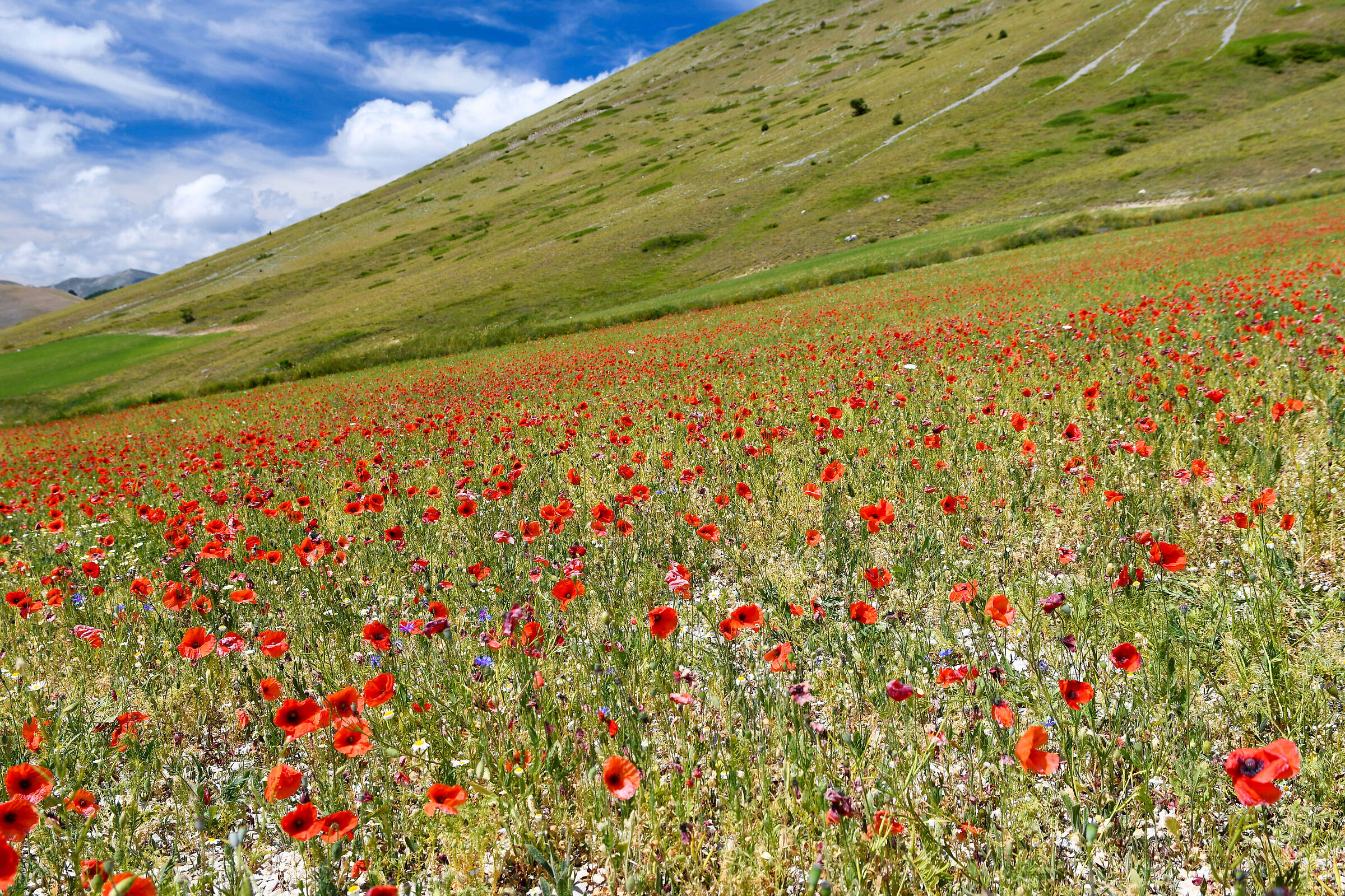 Poppies and clouds