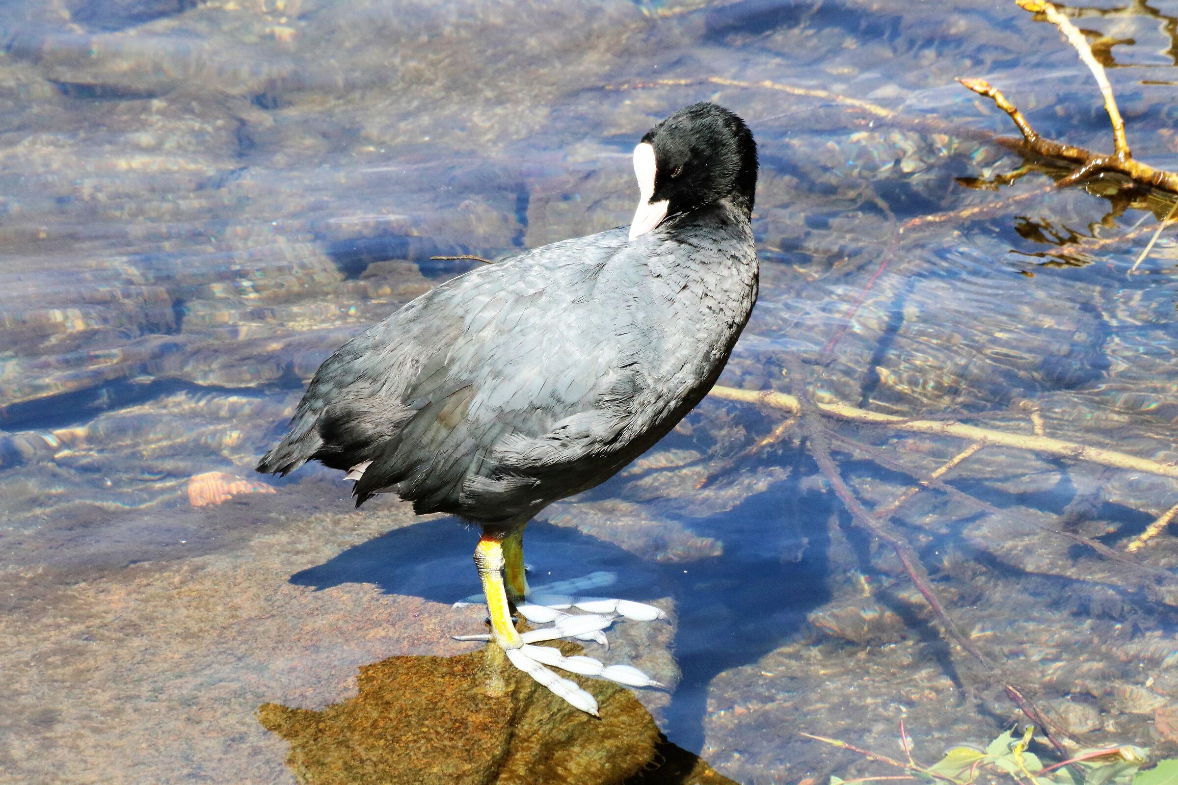 Coot
