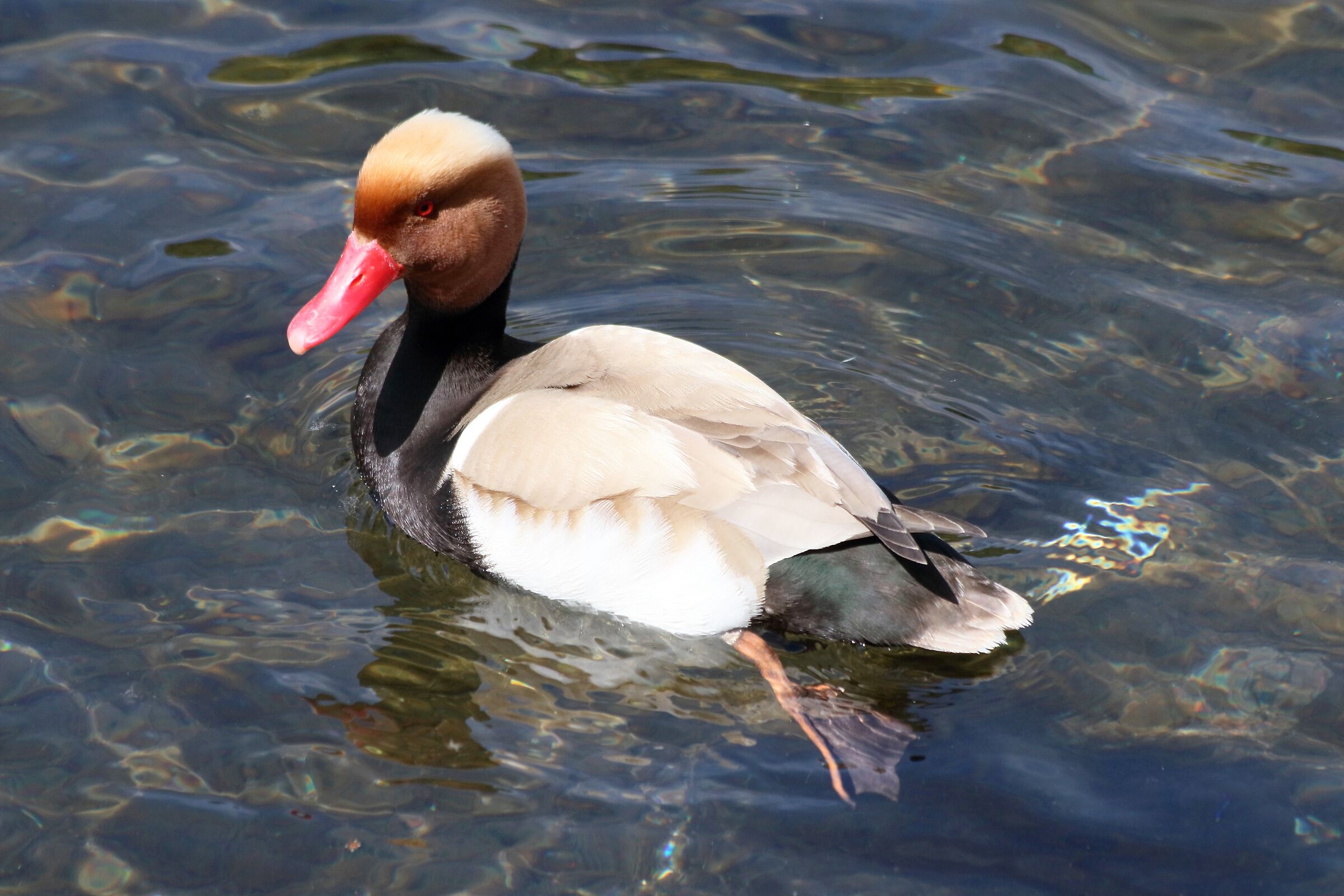 Red-crested pochard