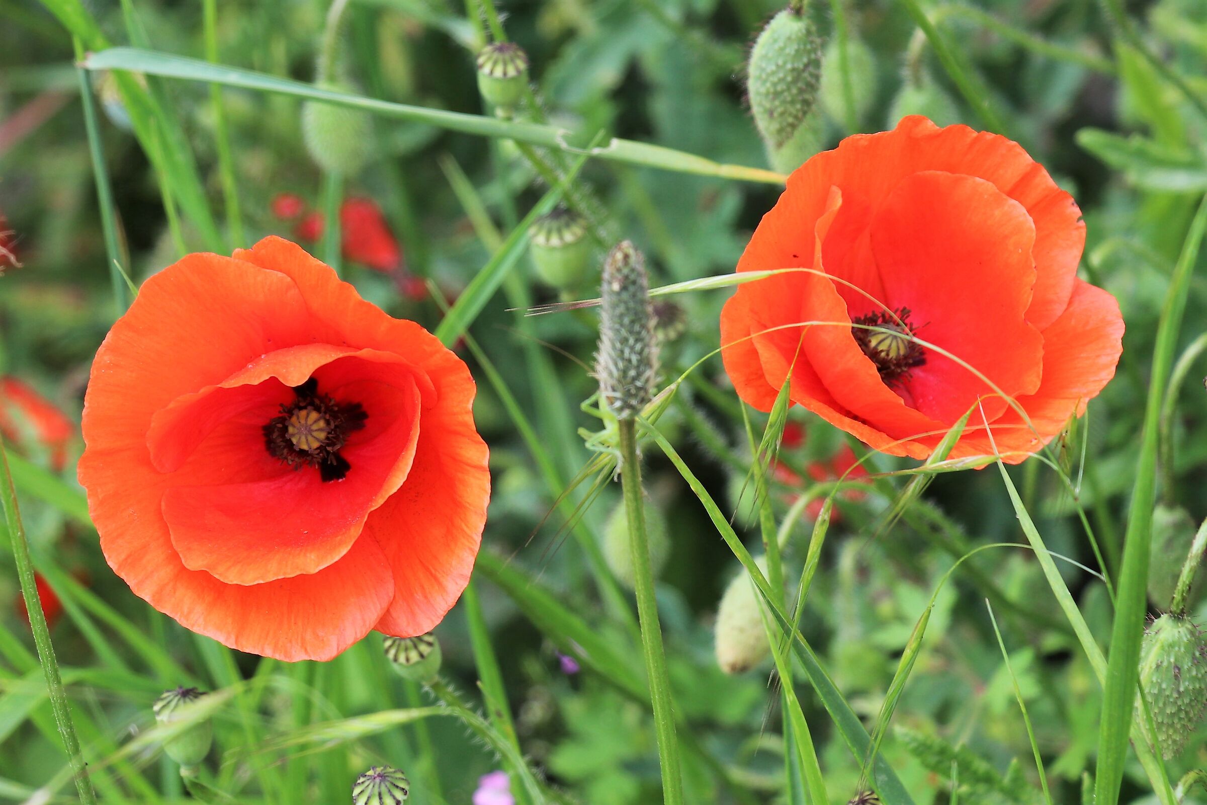 Poppies
