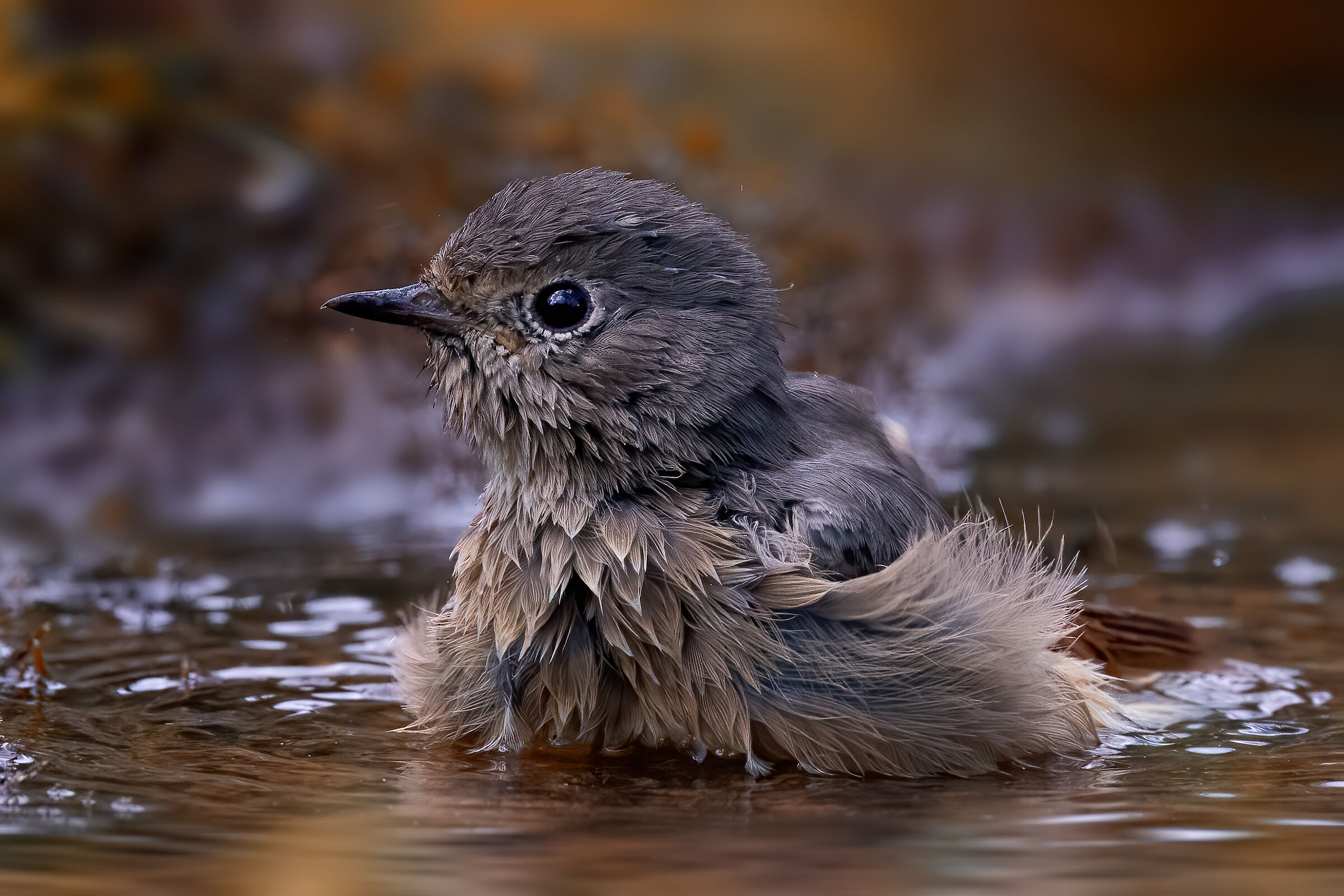 Estate, tempo di bagni - Codirosso juv.