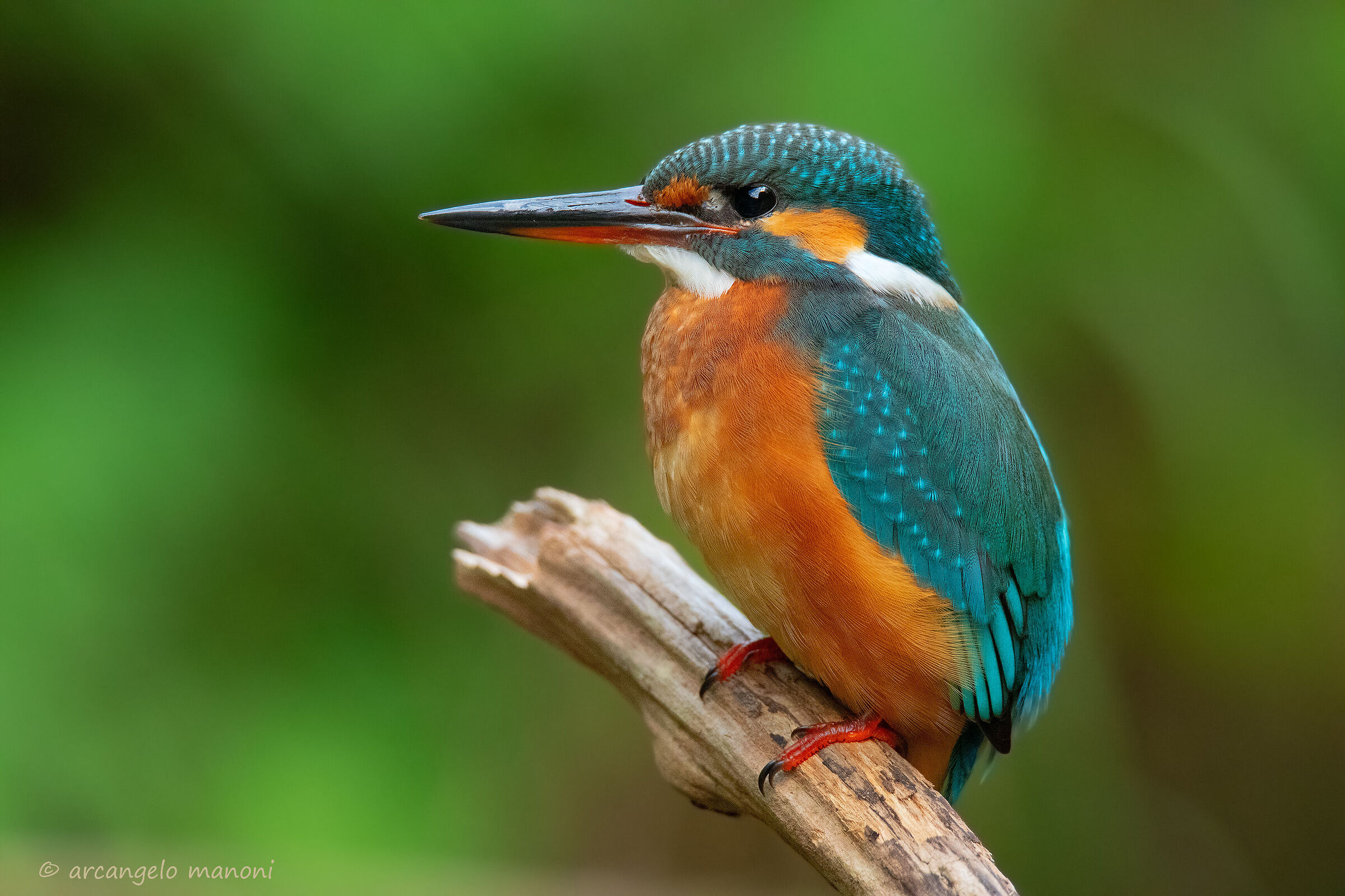 Portrait of the martina