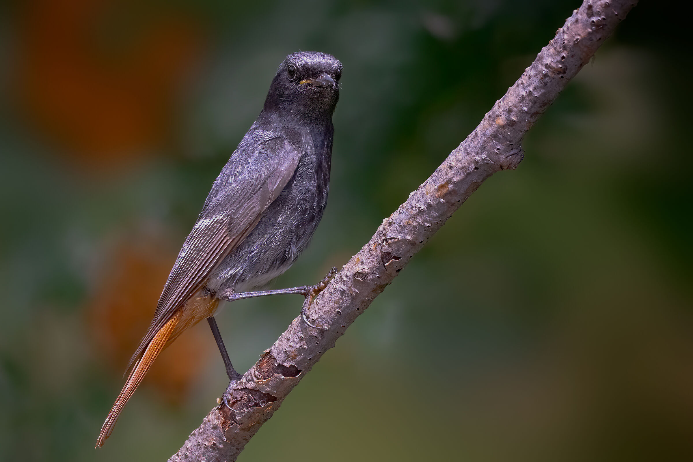 Codirosso spazzacamino juv. su sfondo di sorbo
