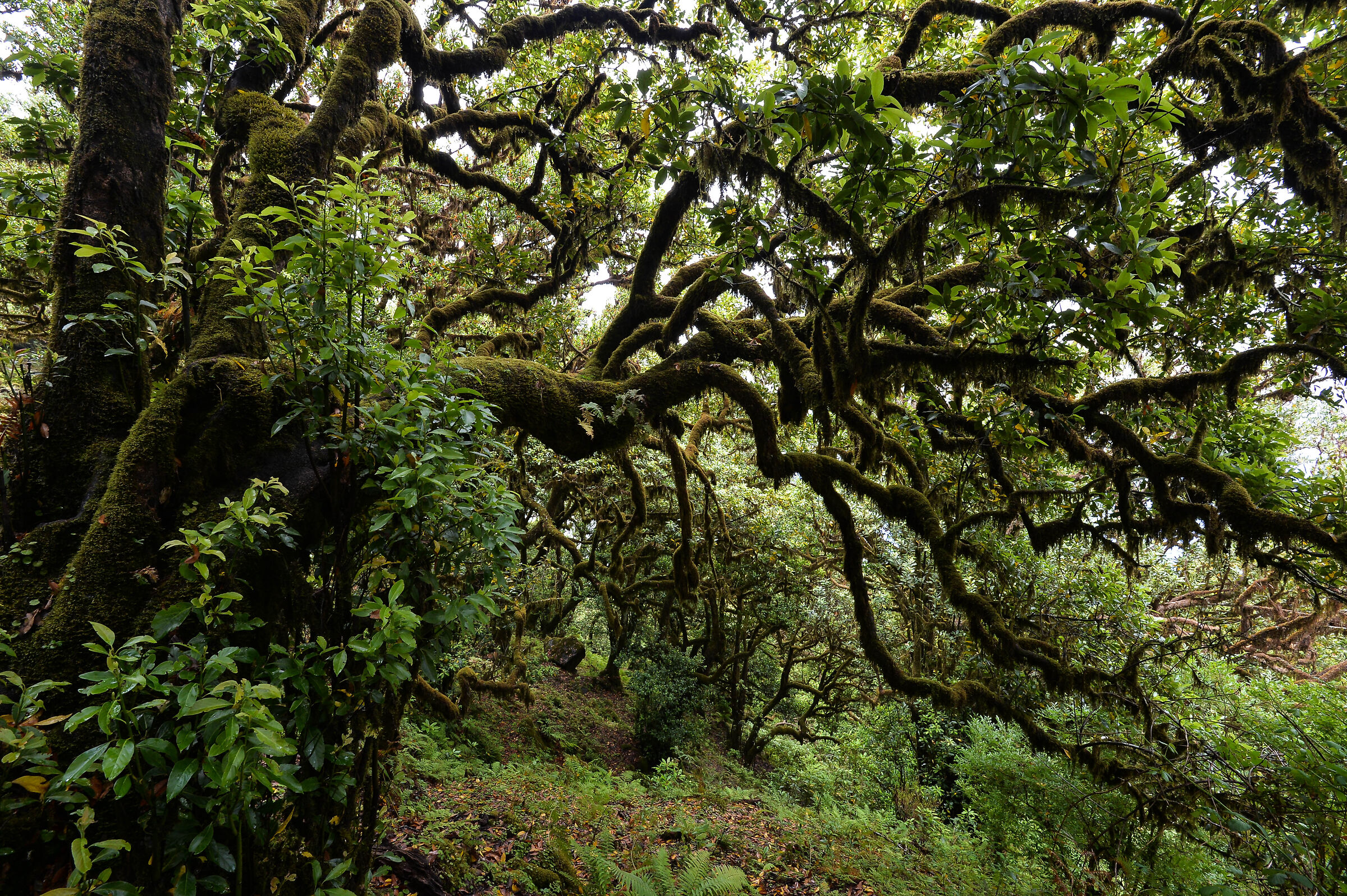 Laurisilva forest, Fanal