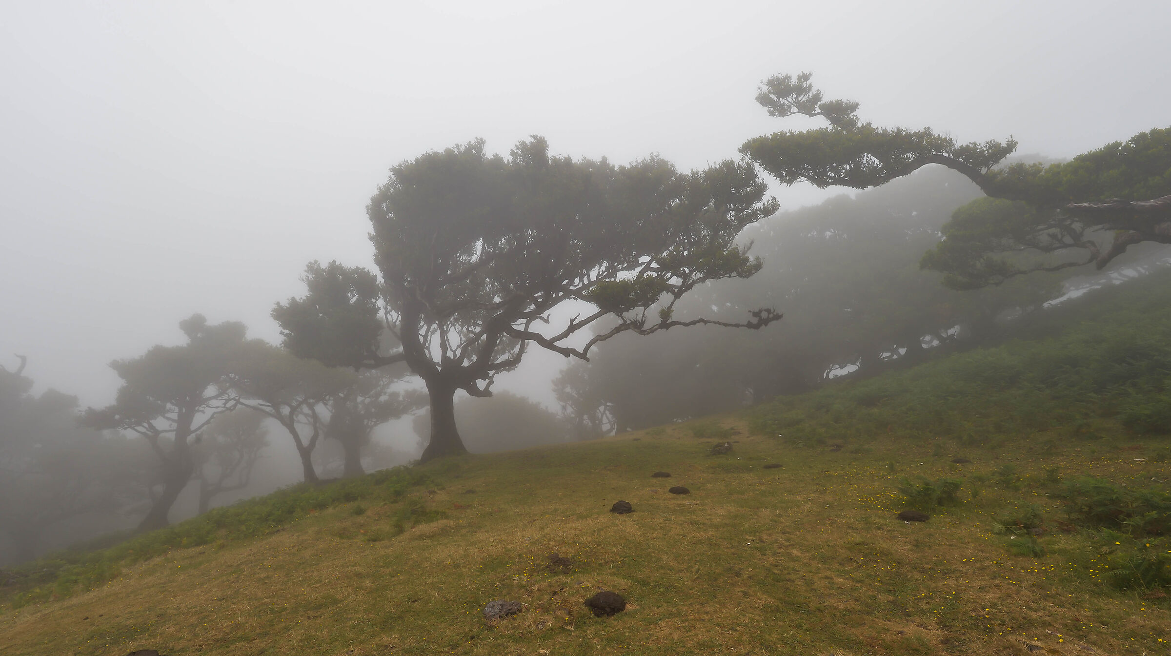 Laurisilva forest, Fanal
