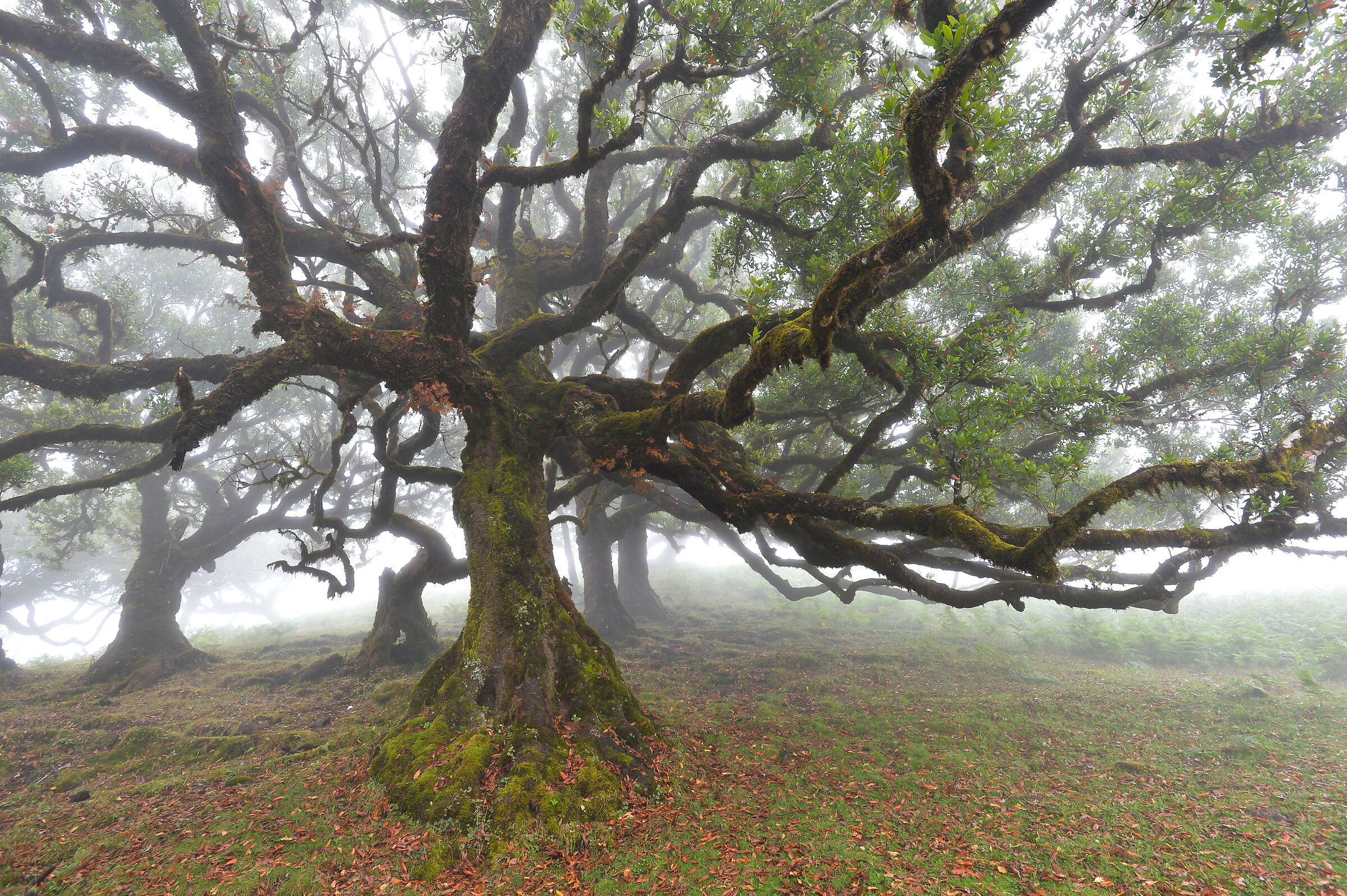 Laurisilva forest, Fanal