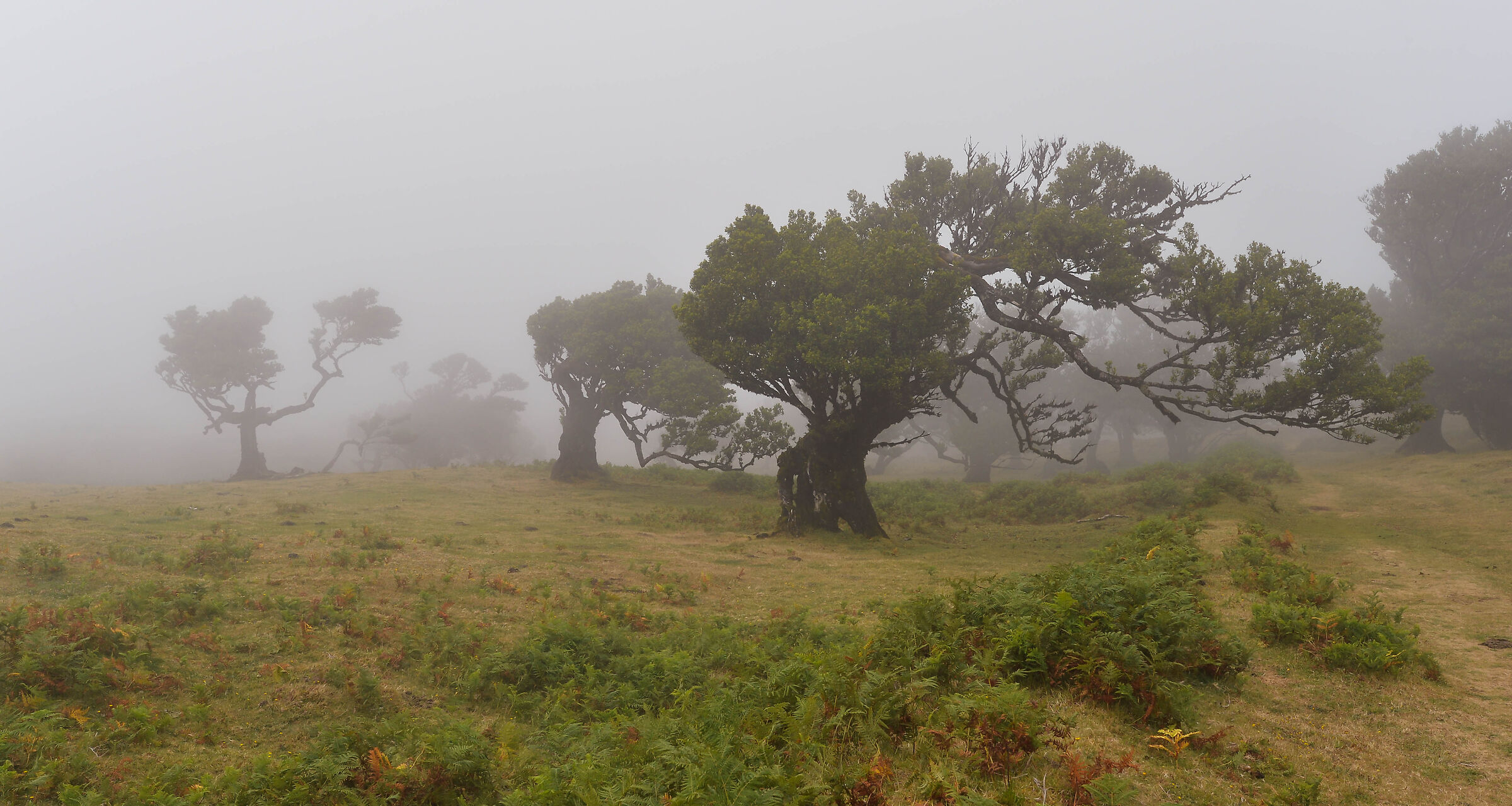 Laurisilva forest, Fanal